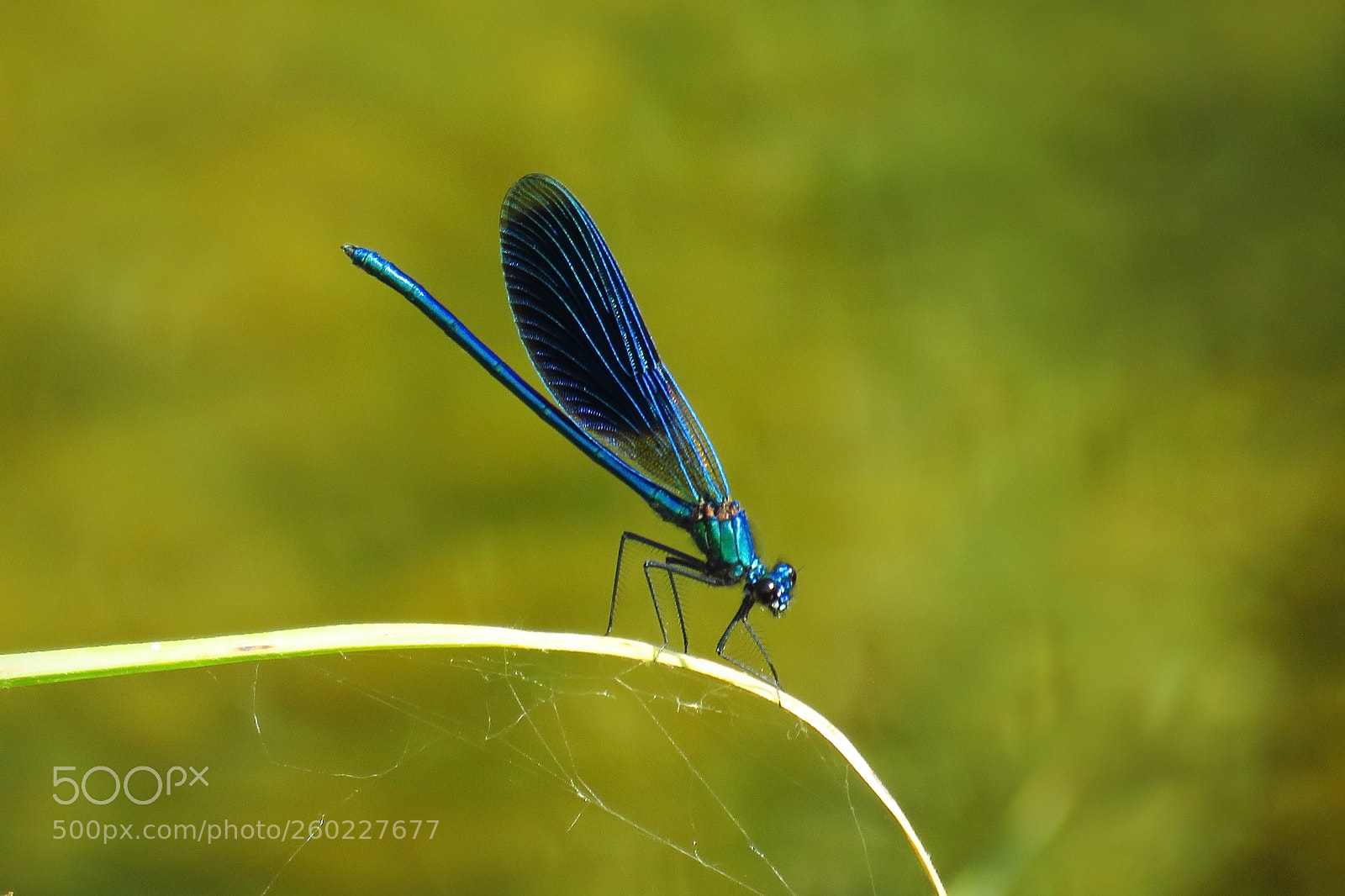 Canon PowerShot SX60 HS sample photo. Calopteryx splendens photography