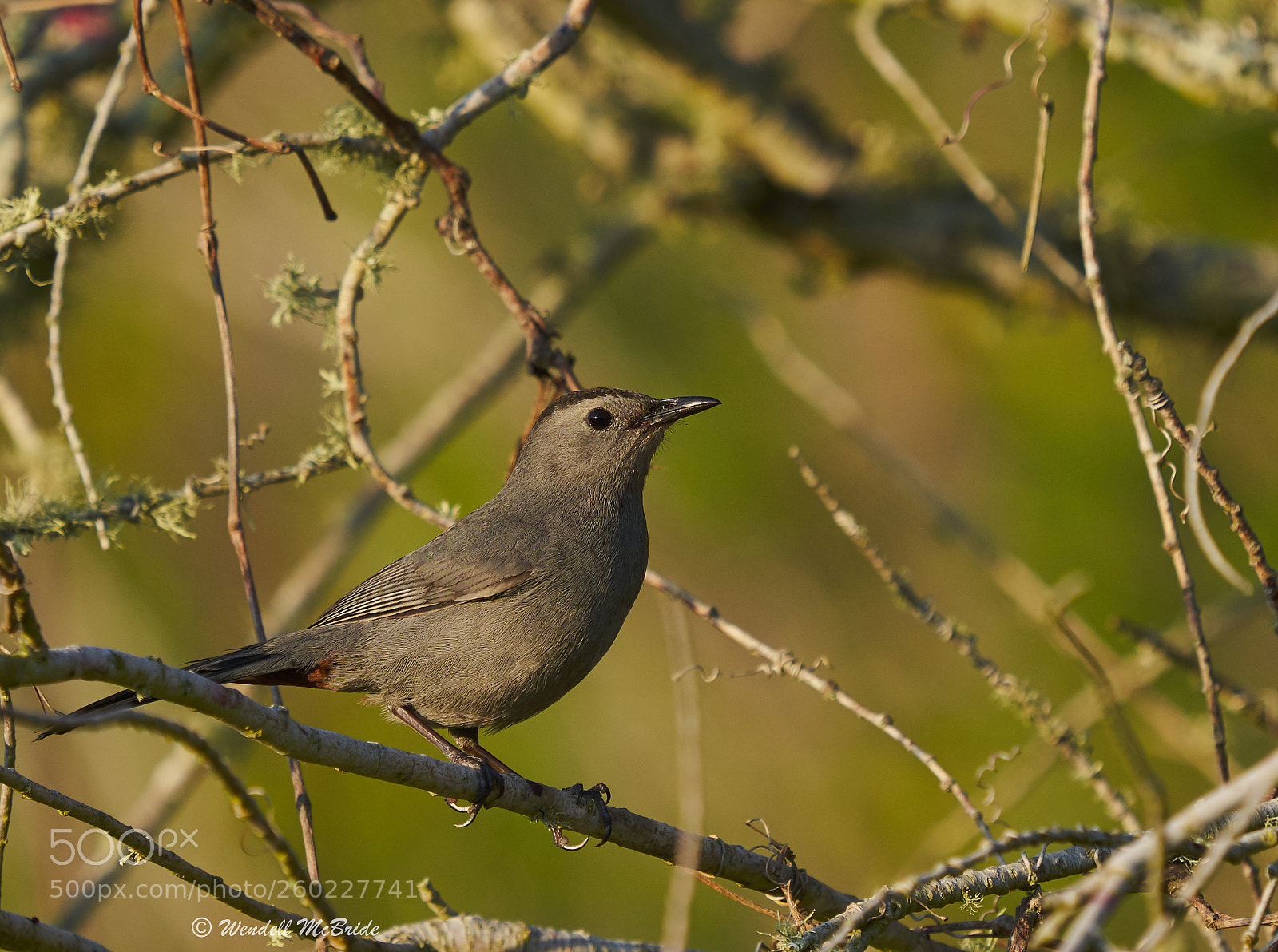 Sony a7R III sample photo. Grey catbird photography