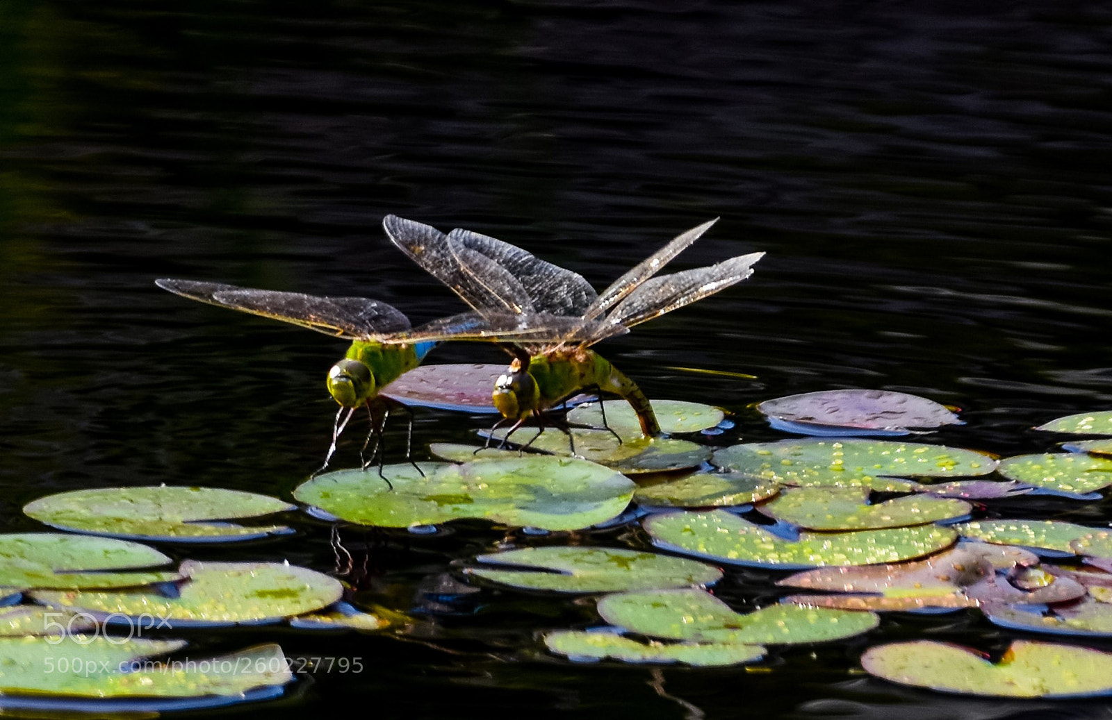 Nikon D7200 sample photo. Landing pad photography