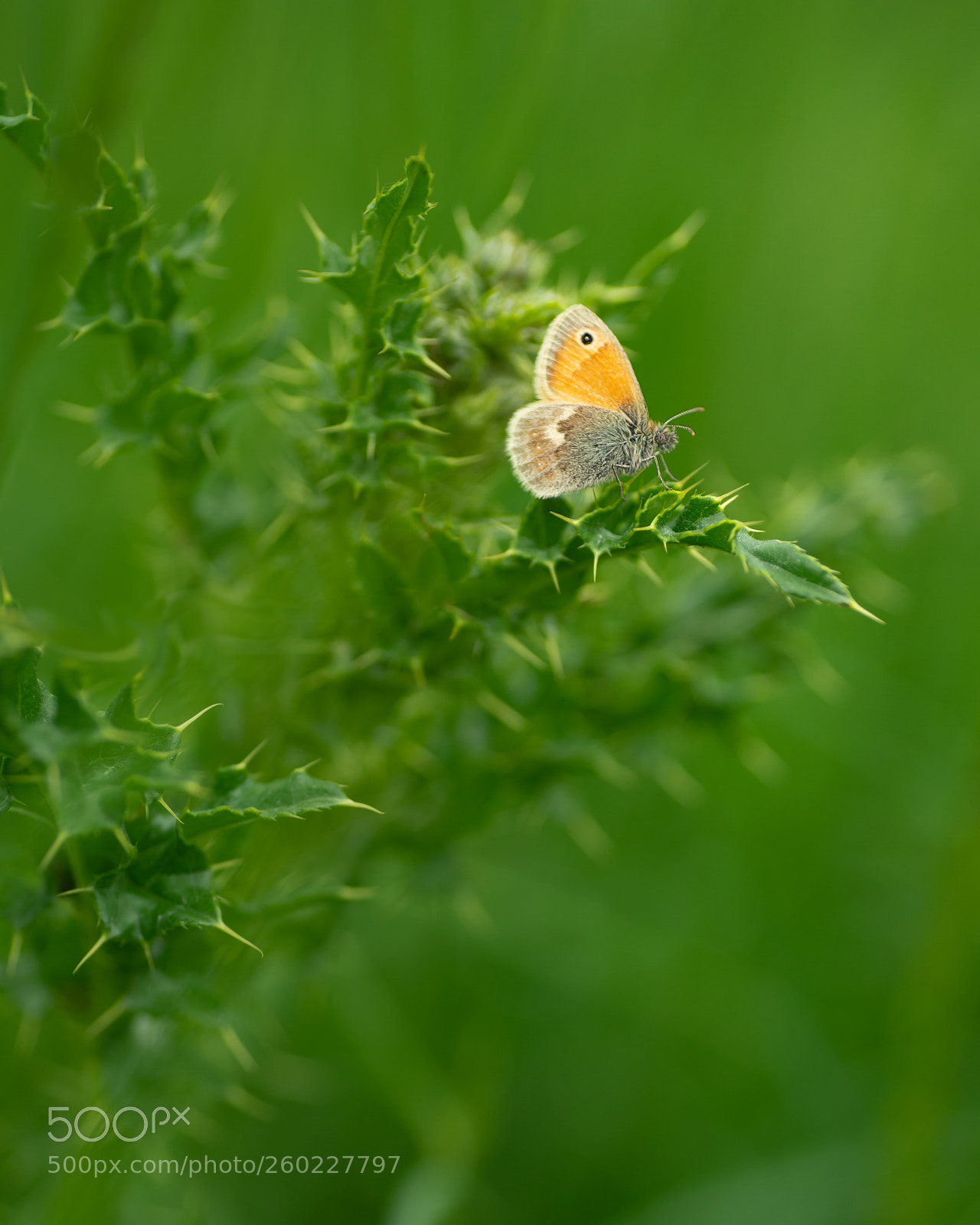 Sony a7 II sample photo. Small heath butterfly coenonympha photography