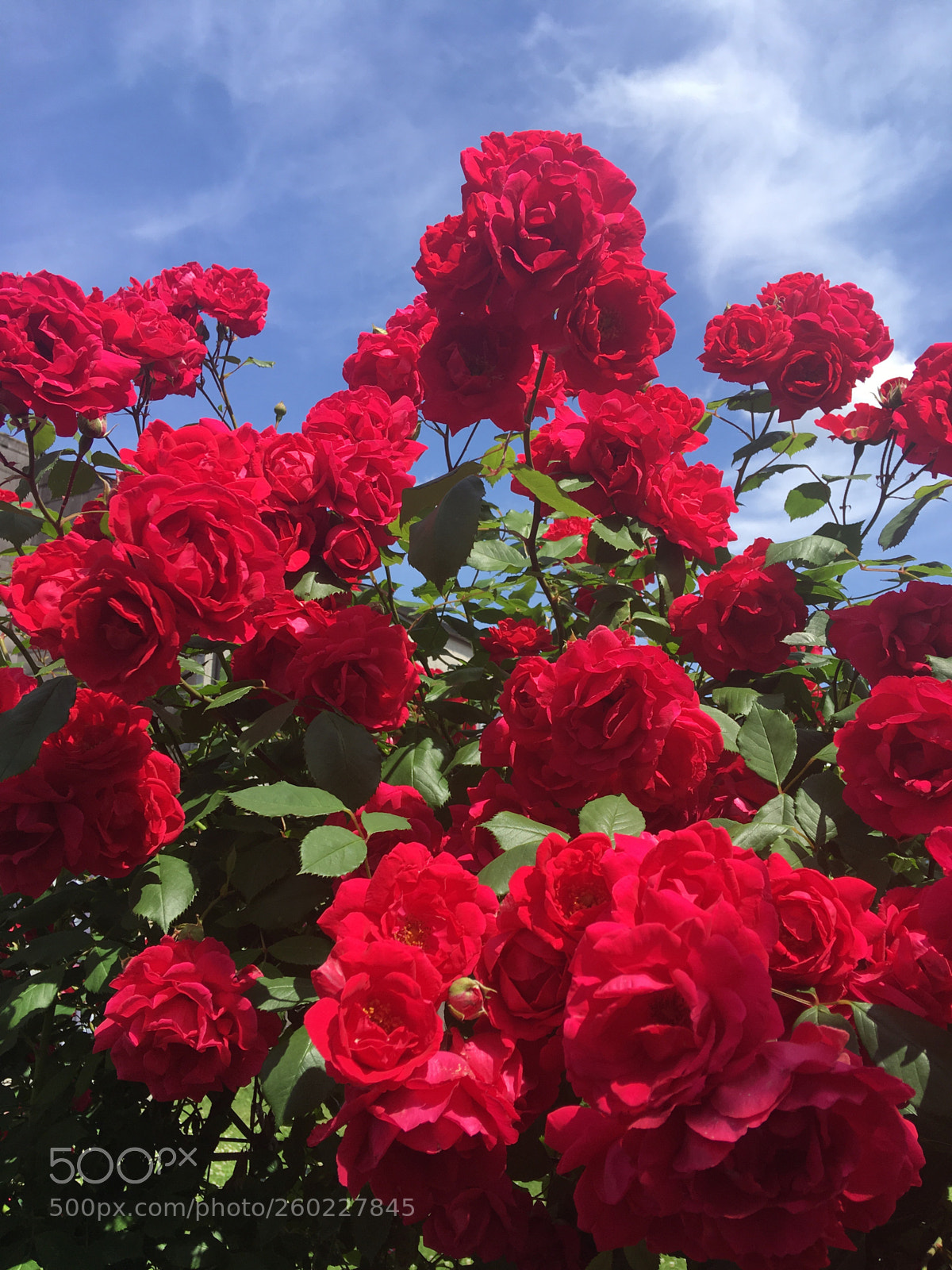 Apple iPhone 6s Plus sample photo. Untitled photography