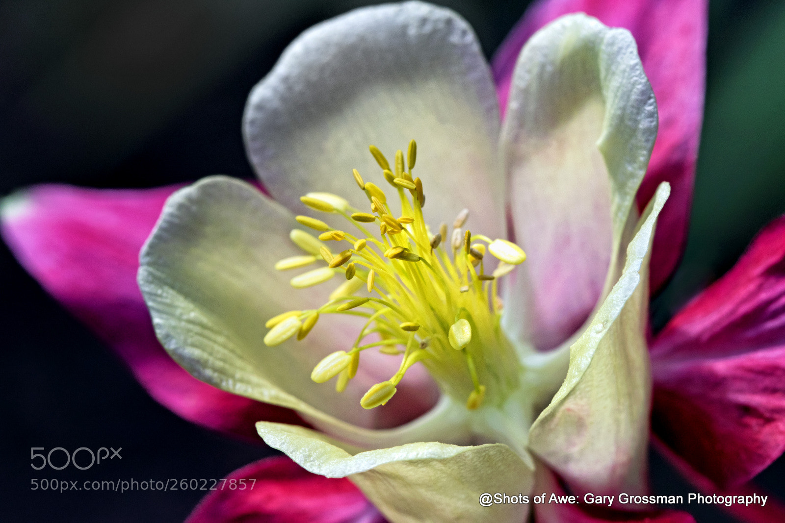 Canon EOS 7D Mark II sample photo. Columbine photography