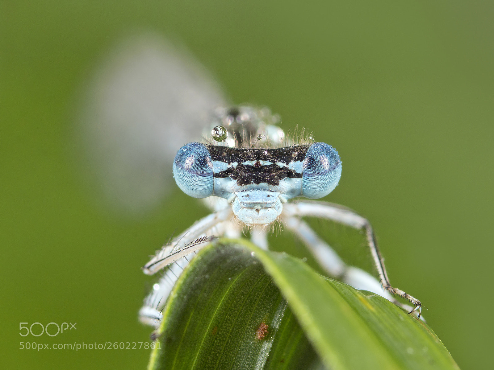Olympus OM-D E-M1 Mark II sample photo. White-legged damselfly photography