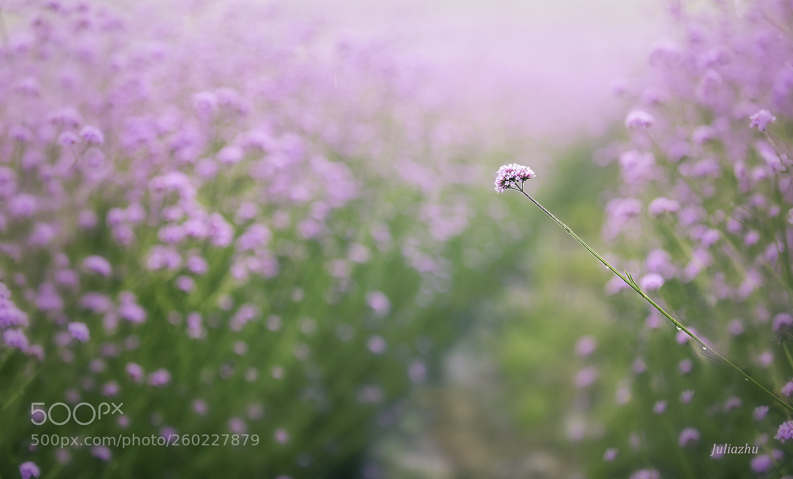 Canon EOS 5D Mark IV sample photo. Flower photography