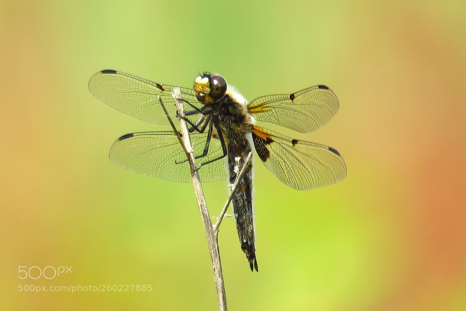 Canon PowerShot SX60 HS sample photo. Libellula quadrimaculata photography