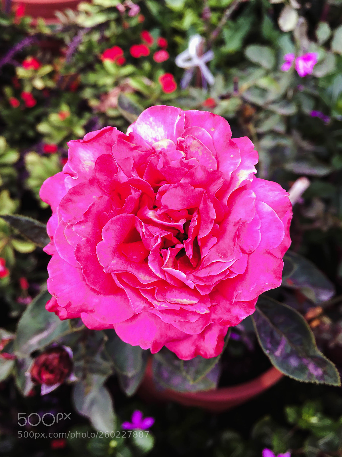 Apple iPhone 6 Plus sample photo. Closeup pink rose blurred photography