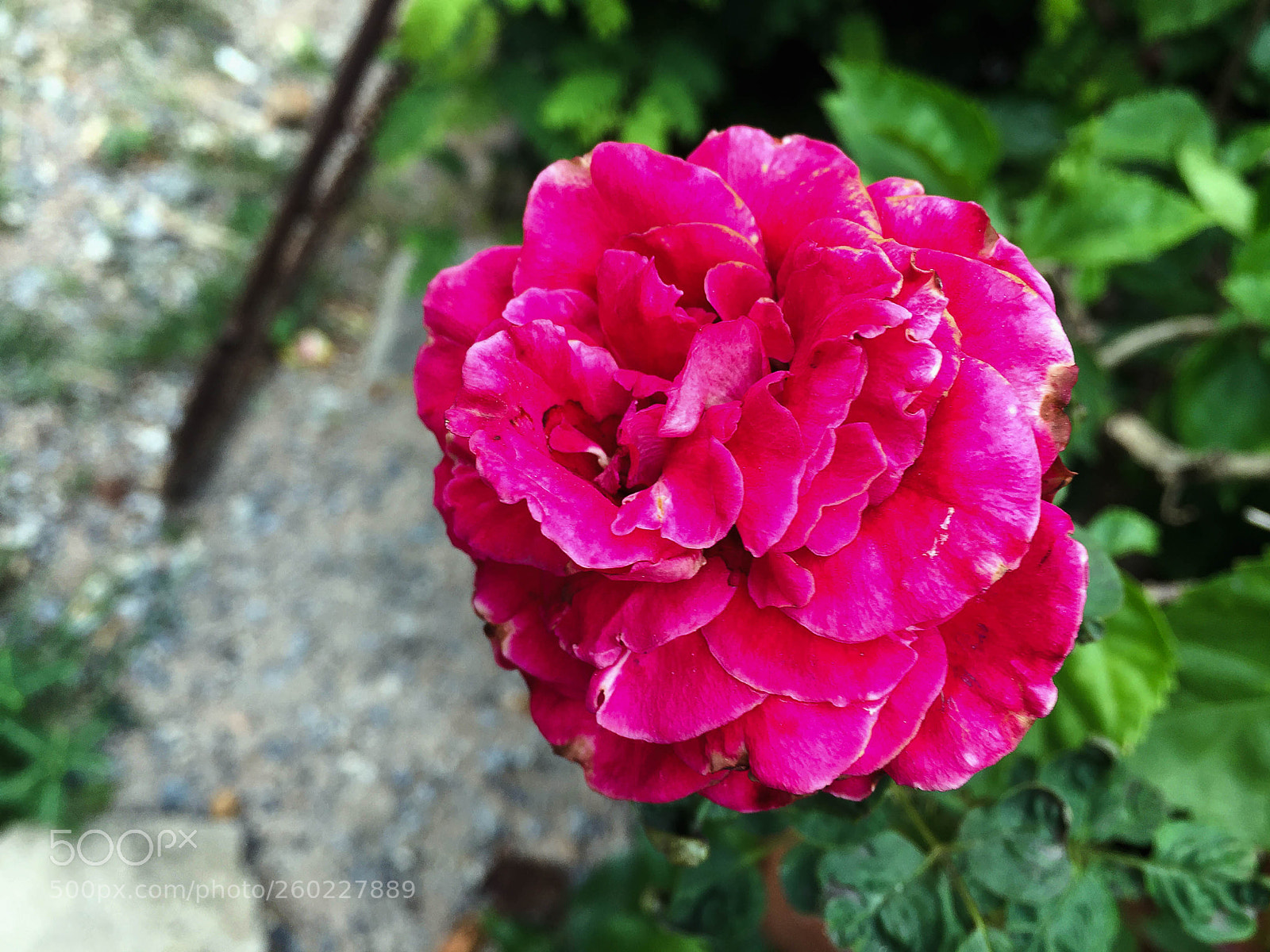 Apple iPhone 6 Plus sample photo. Closeup pink rose blurred photography