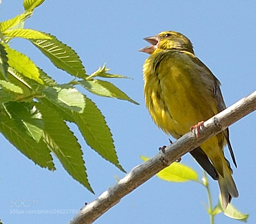 Nikon D7000 sample photo. Green bird photography