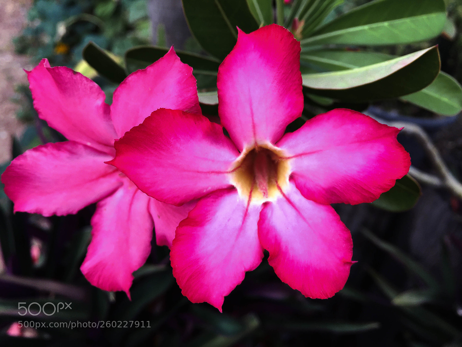 Apple iPhone 6 Plus sample photo. Closeup pink azalea flowers photography