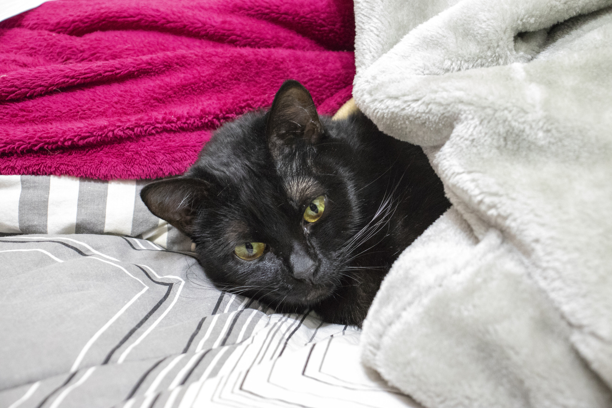 Canon EOS 800D (EOS Rebel T7i / EOS Kiss X9i) sample photo. Sleeping cat photography