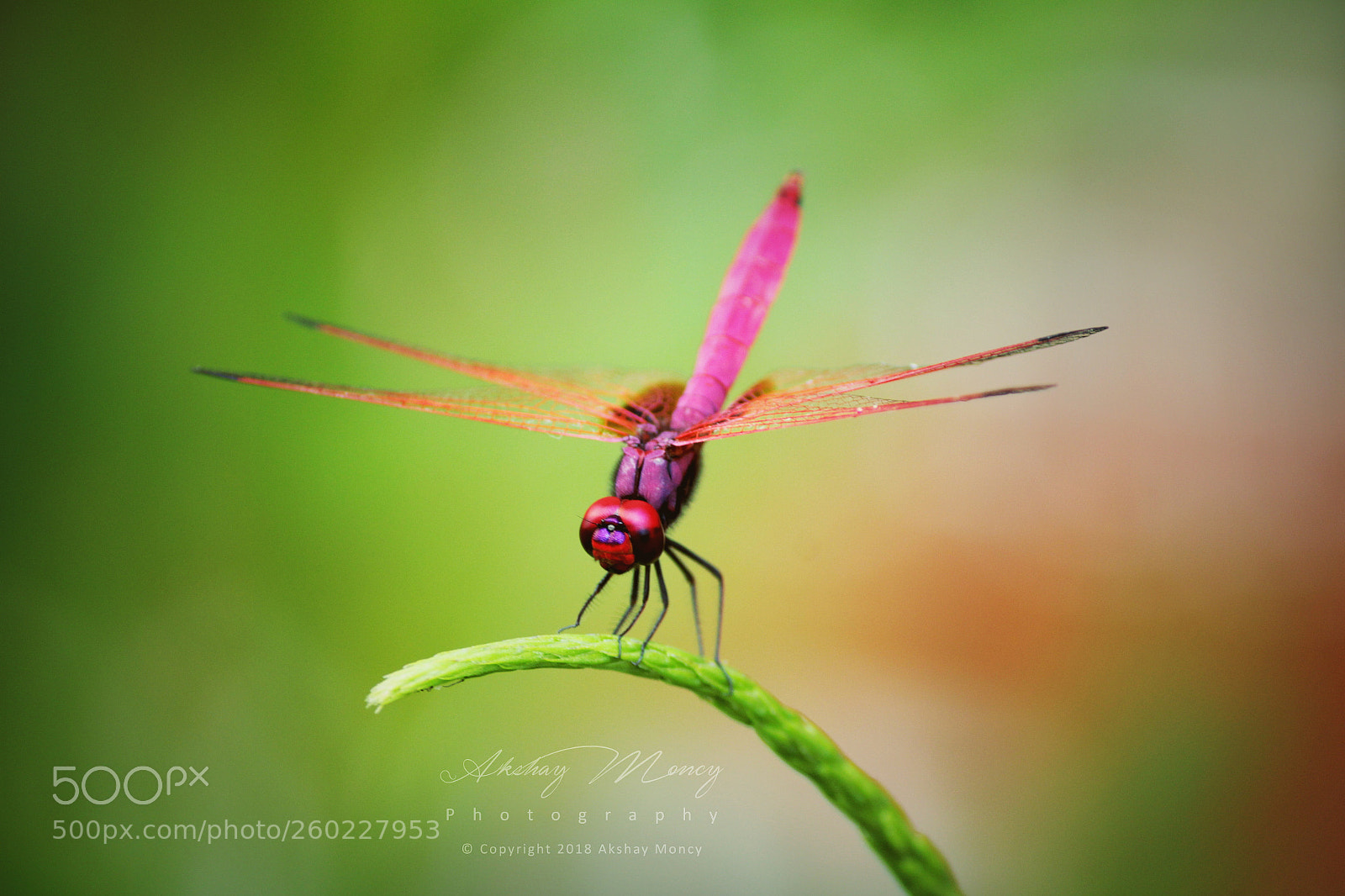Canon EOS 1200D (EOS Rebel T5 / EOS Kiss X70 / EOS Hi) sample photo. Dragonfly photography