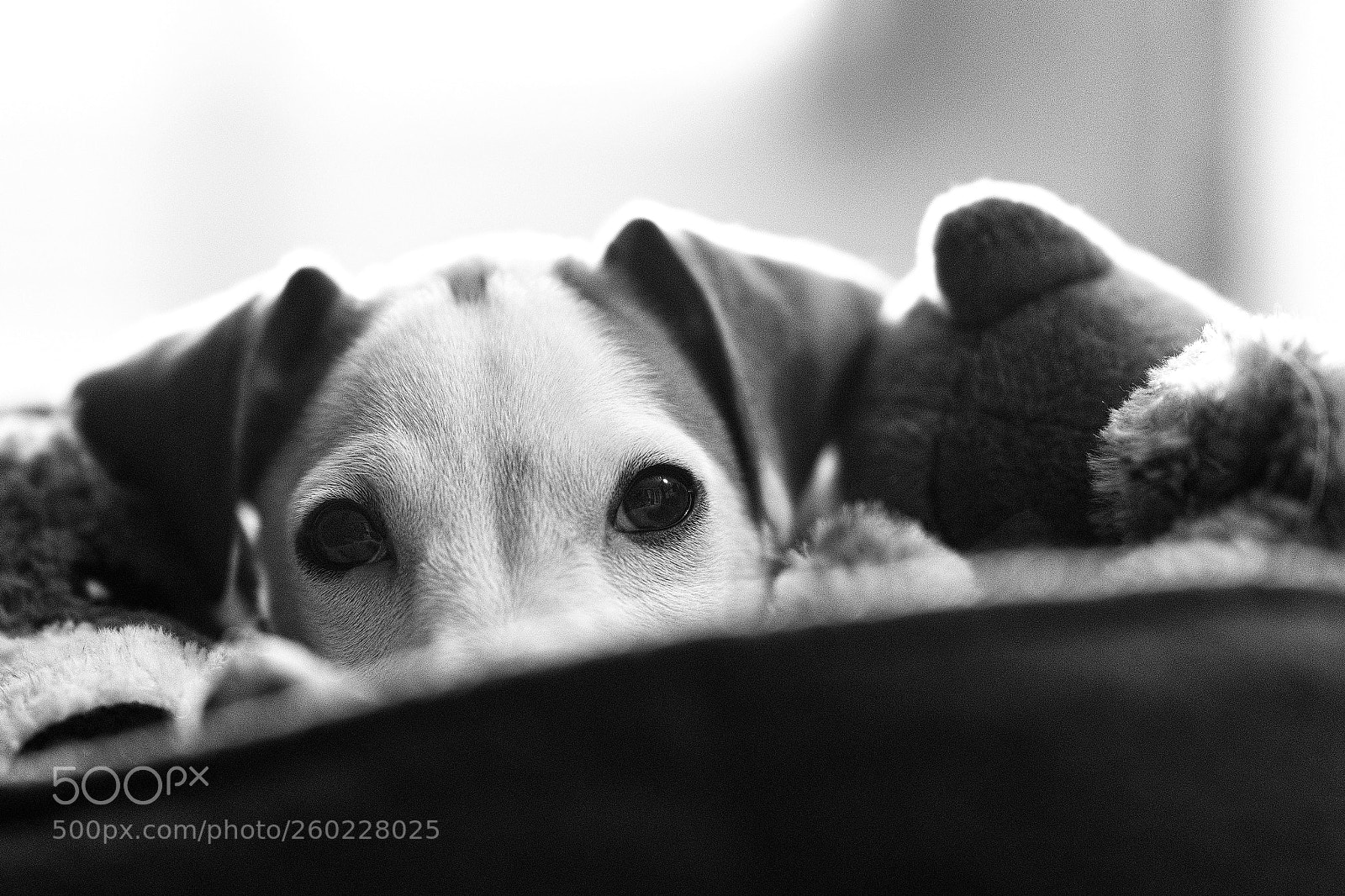 Sony a7R II sample photo. Pickaboo photography