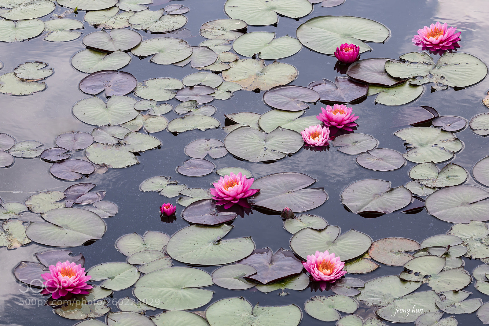 Canon EOS 5D Mark IV sample photo. Water lily photography