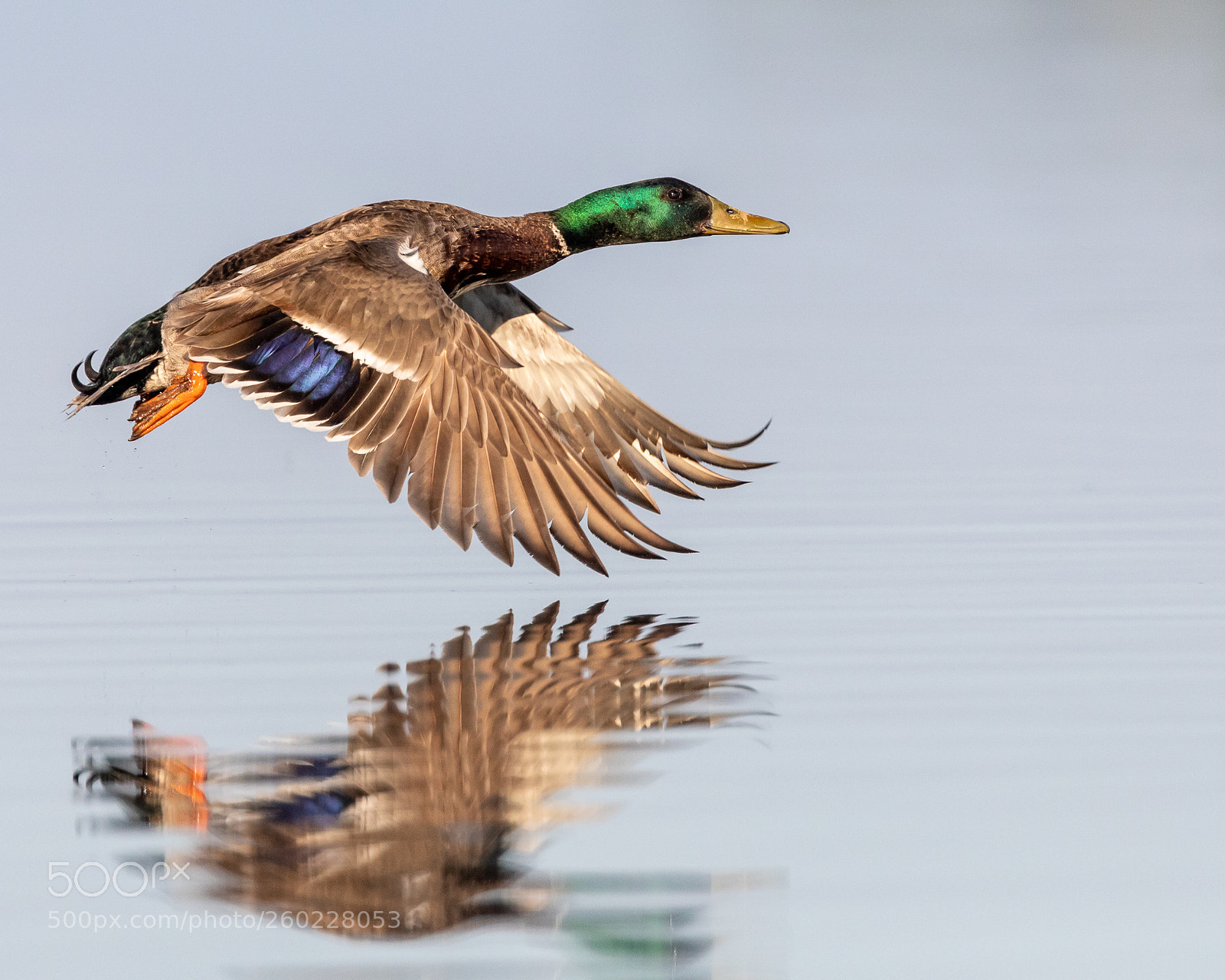 Canon EOS 5D Mark IV sample photo. Mallard duck photography