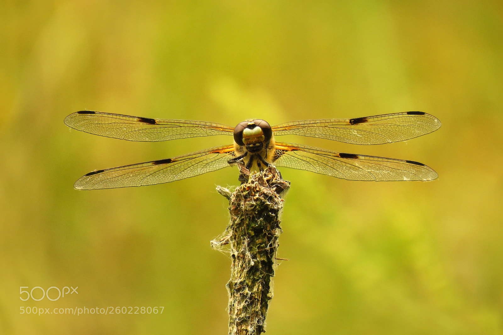Canon PowerShot SX60 HS sample photo. Libellula quadrimaculata photography