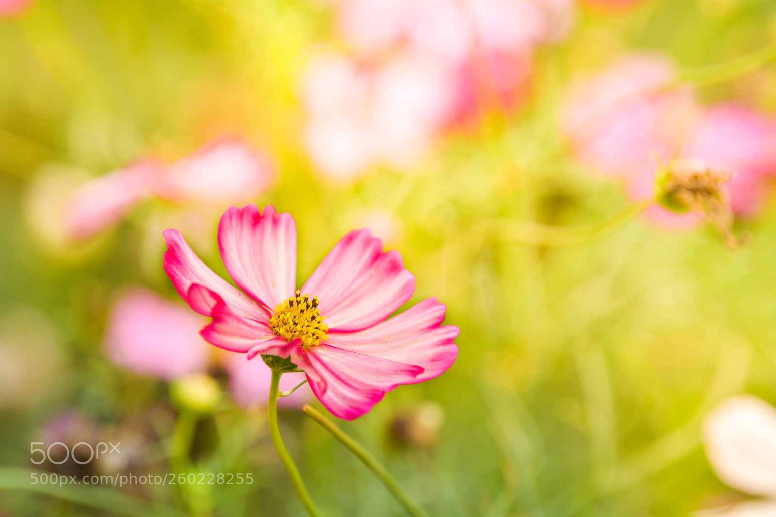 Nikon D5 sample photo. Pink cosmos flower in photography