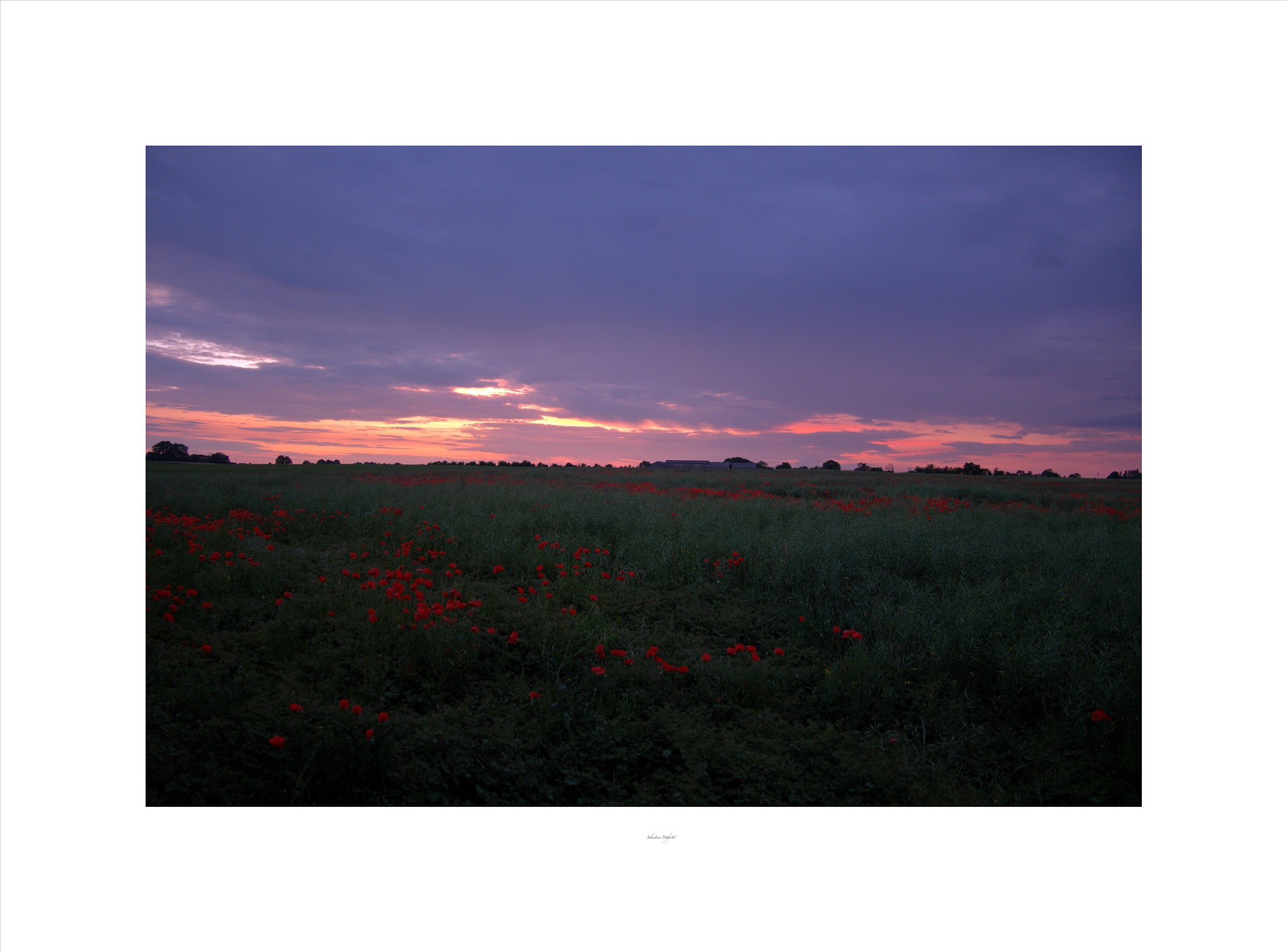 Fujifilm X-M1 sample photo. Red dusk and poppies  photography