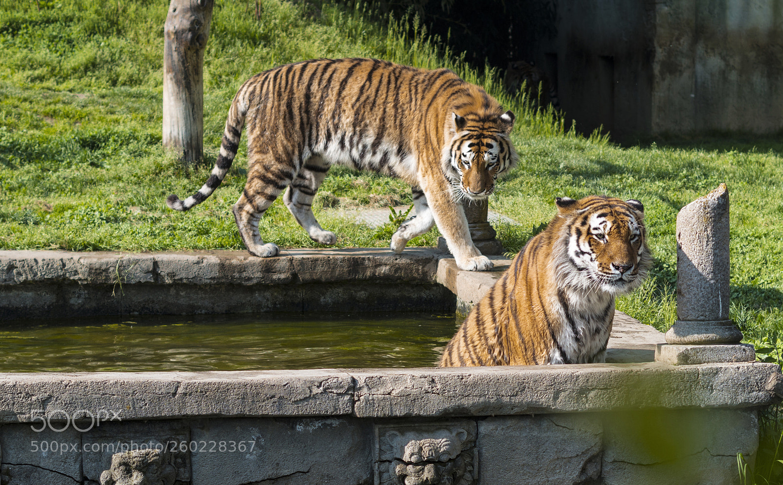 Pentax K-50 sample photo. Tigers photography