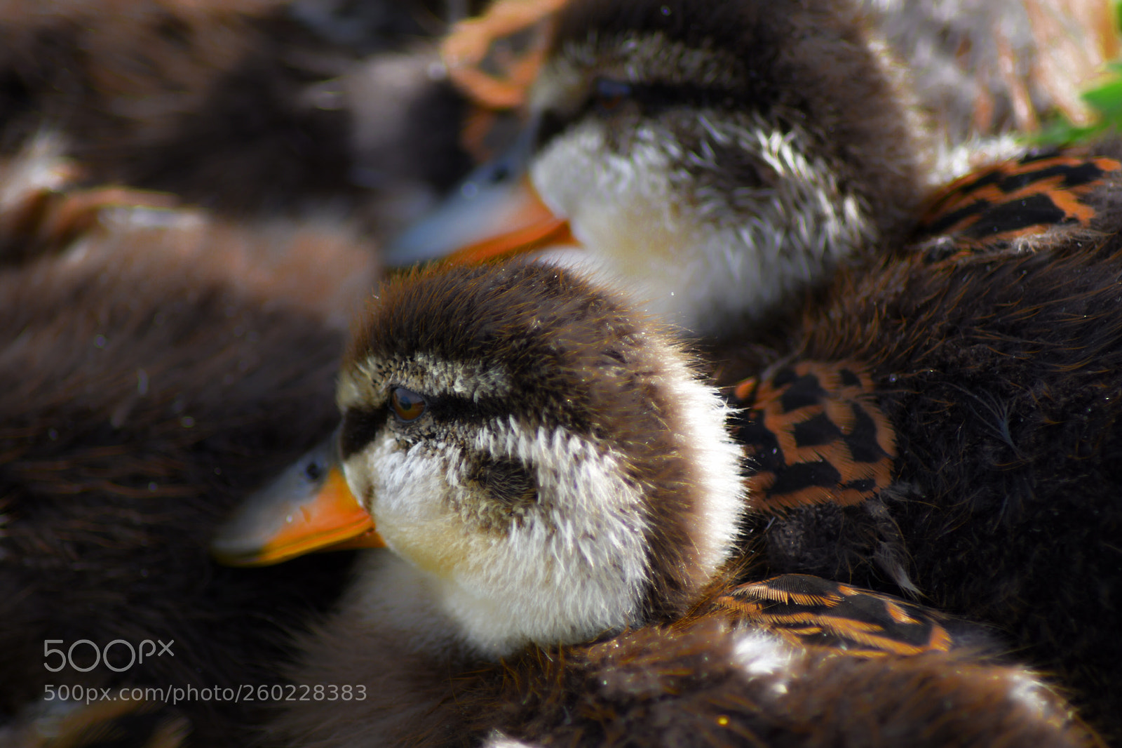 Nikon D5500 sample photo. Baby ducks 1 photography