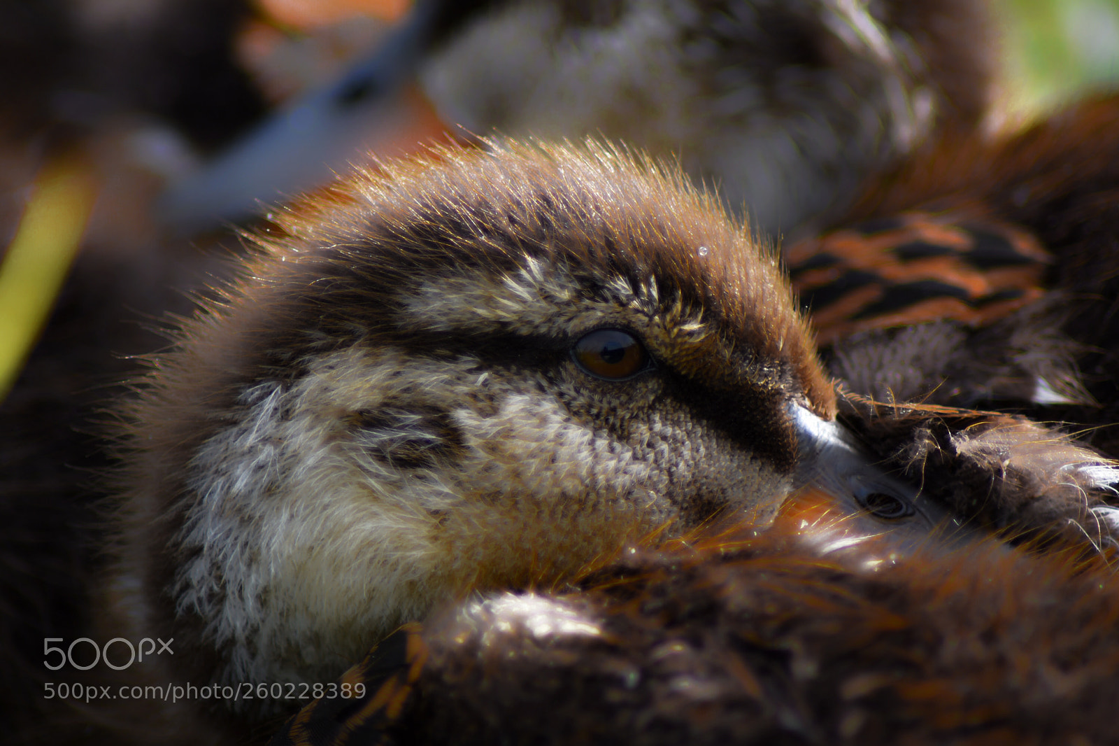Nikon D5500 sample photo. Baby ducks 2 photography