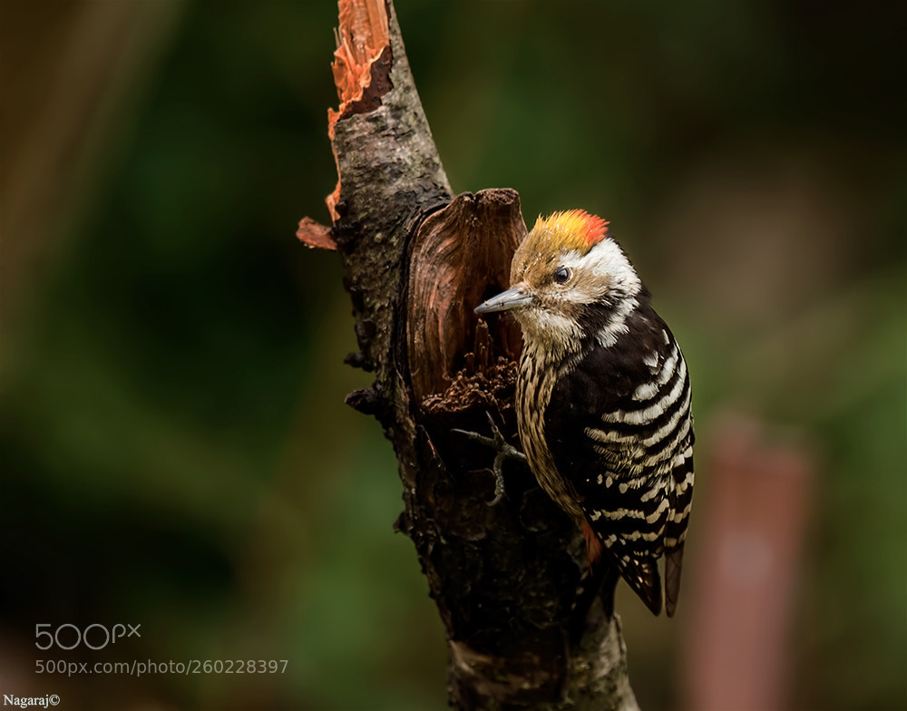 Nikon D4S sample photo. Woodpecker photography
