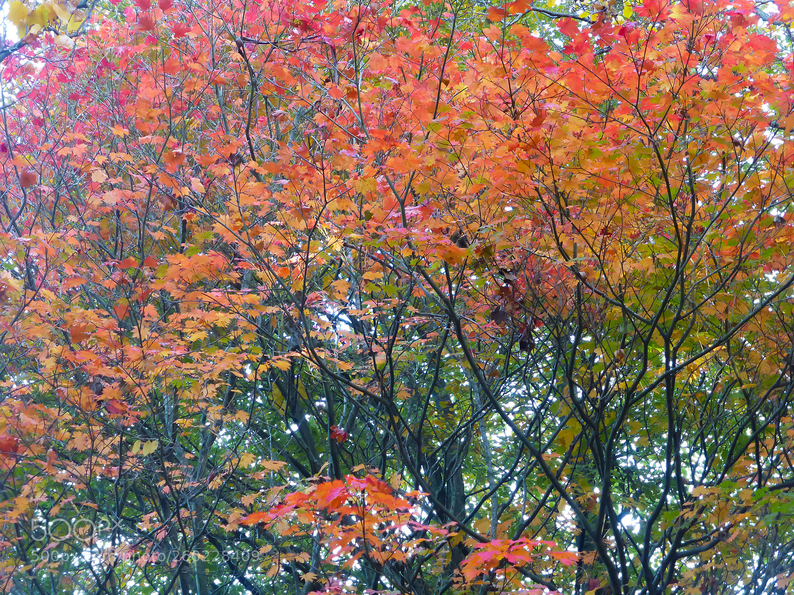 Panasonic Lumix DMC-ZS30 (Lumix DMC-TZ40) sample photo. Autumn show 4 photography