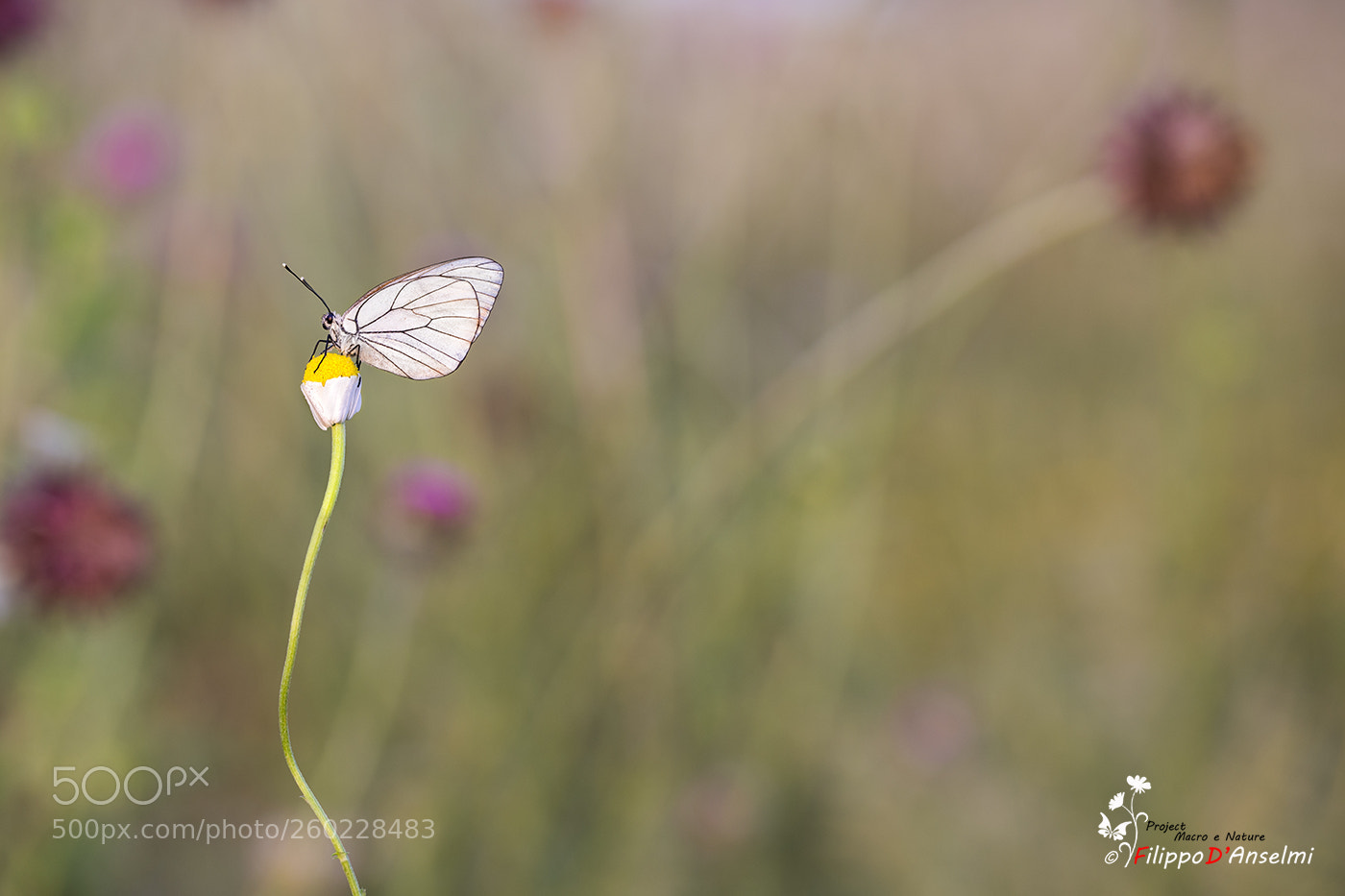 Nikon D610 sample photo. Aporia crataegi. . photography