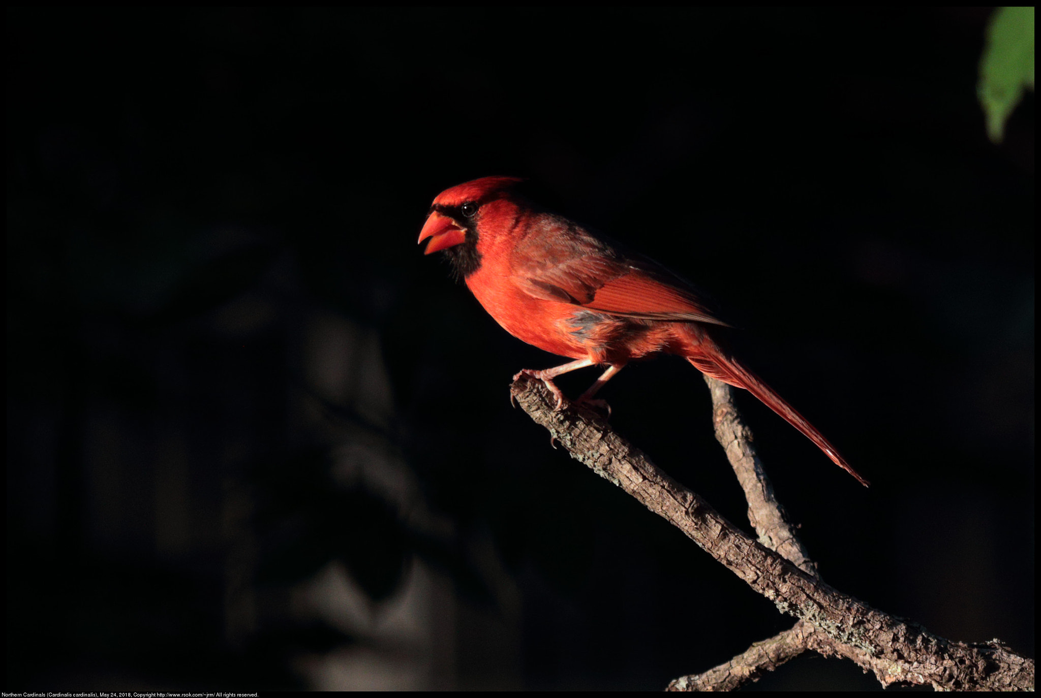 Canon EF 70-300 F4-5.6 IS II USM sample photo. Northern cardinal photography