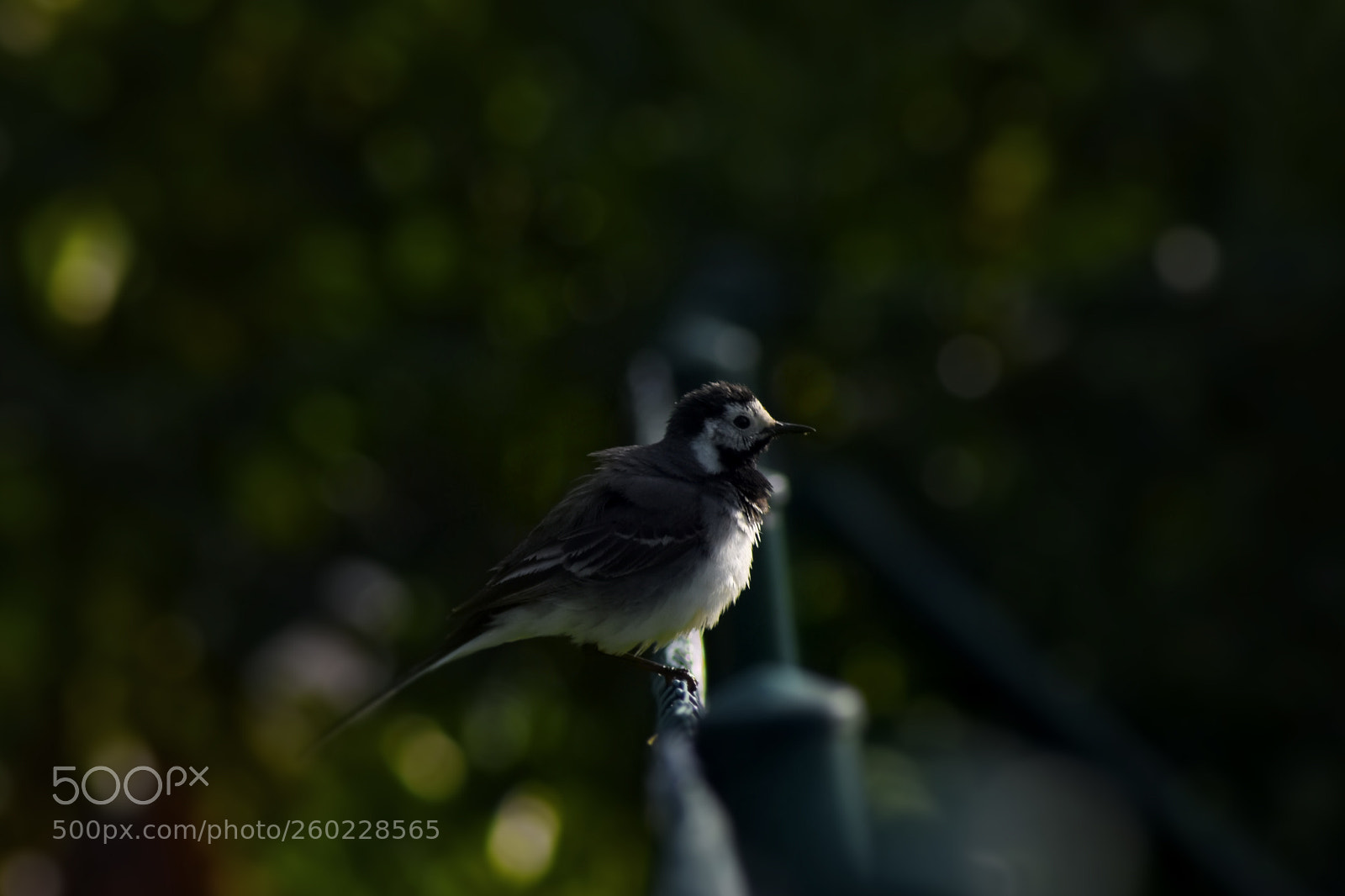 Nikon D5500 sample photo. Bokeh chick photography