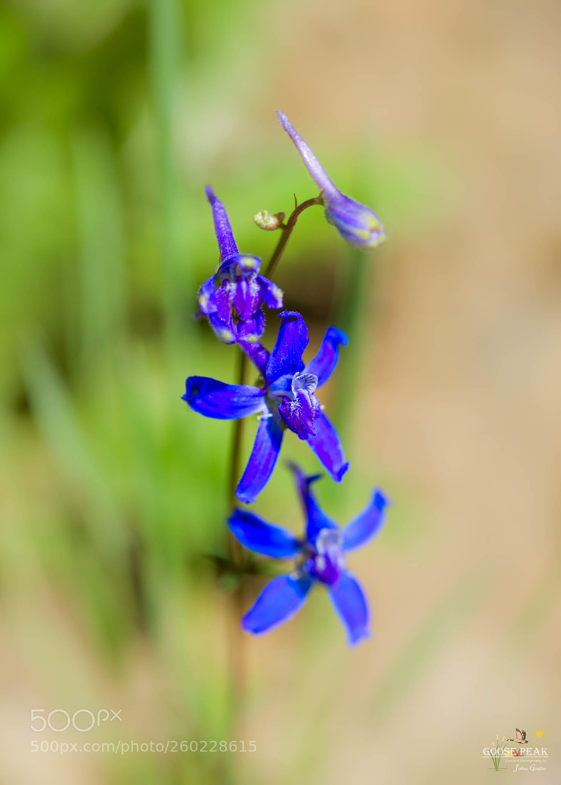 Sony a7R II sample photo. Blue wildflowers photography