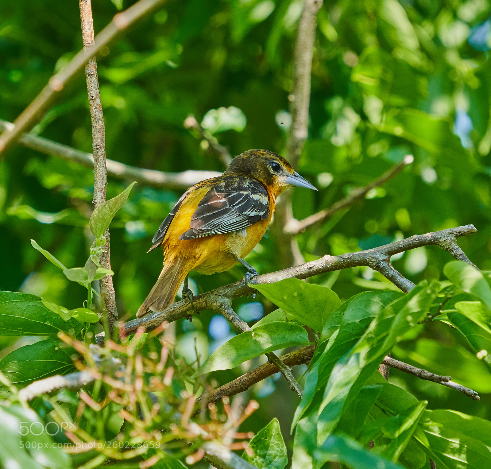 Sony a7R III sample photo. Baltimore oriole photography
