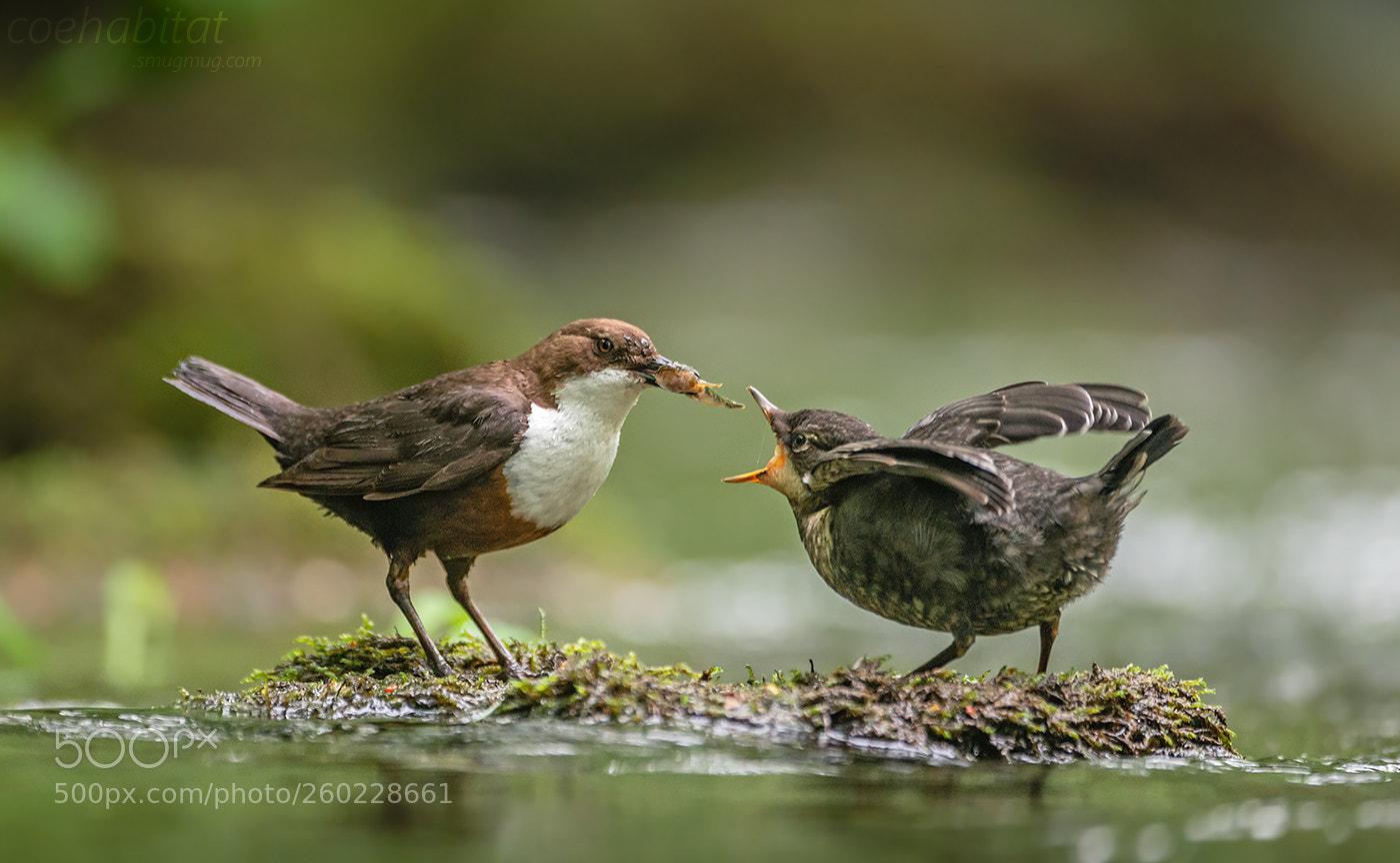 Nikon D800 sample photo. Feeding time photography