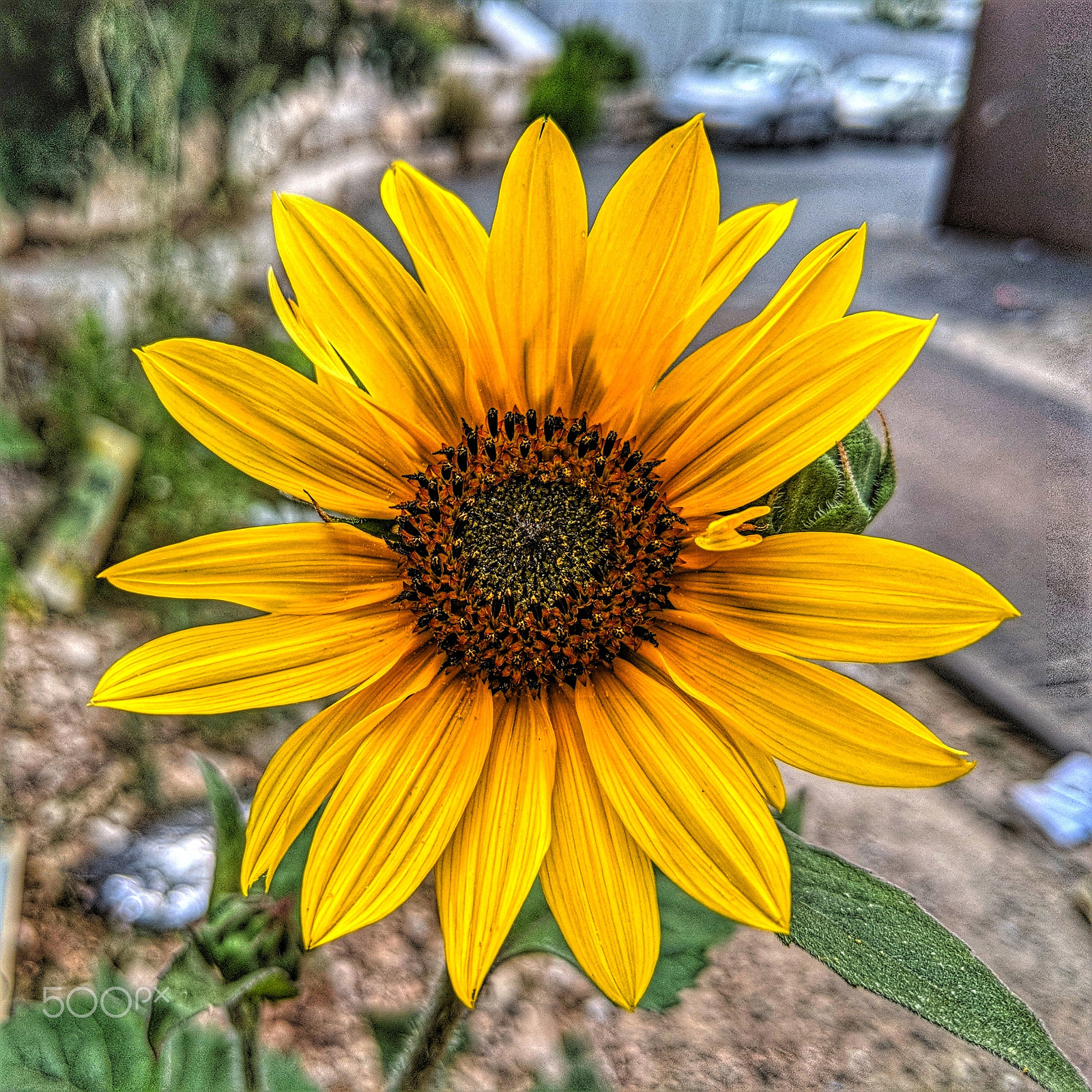 Google Pixel 2 XL sample photo. Mvimg_20180530_143659-01.jpg photography