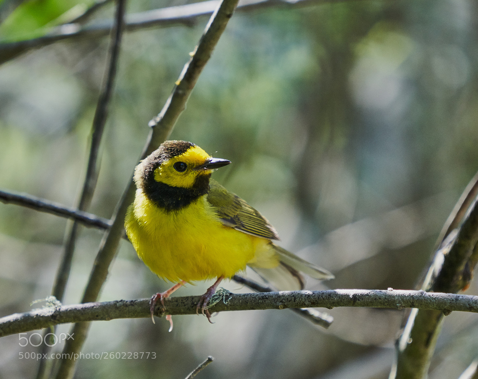 Sony a7R III sample photo. Hooded warbler photography