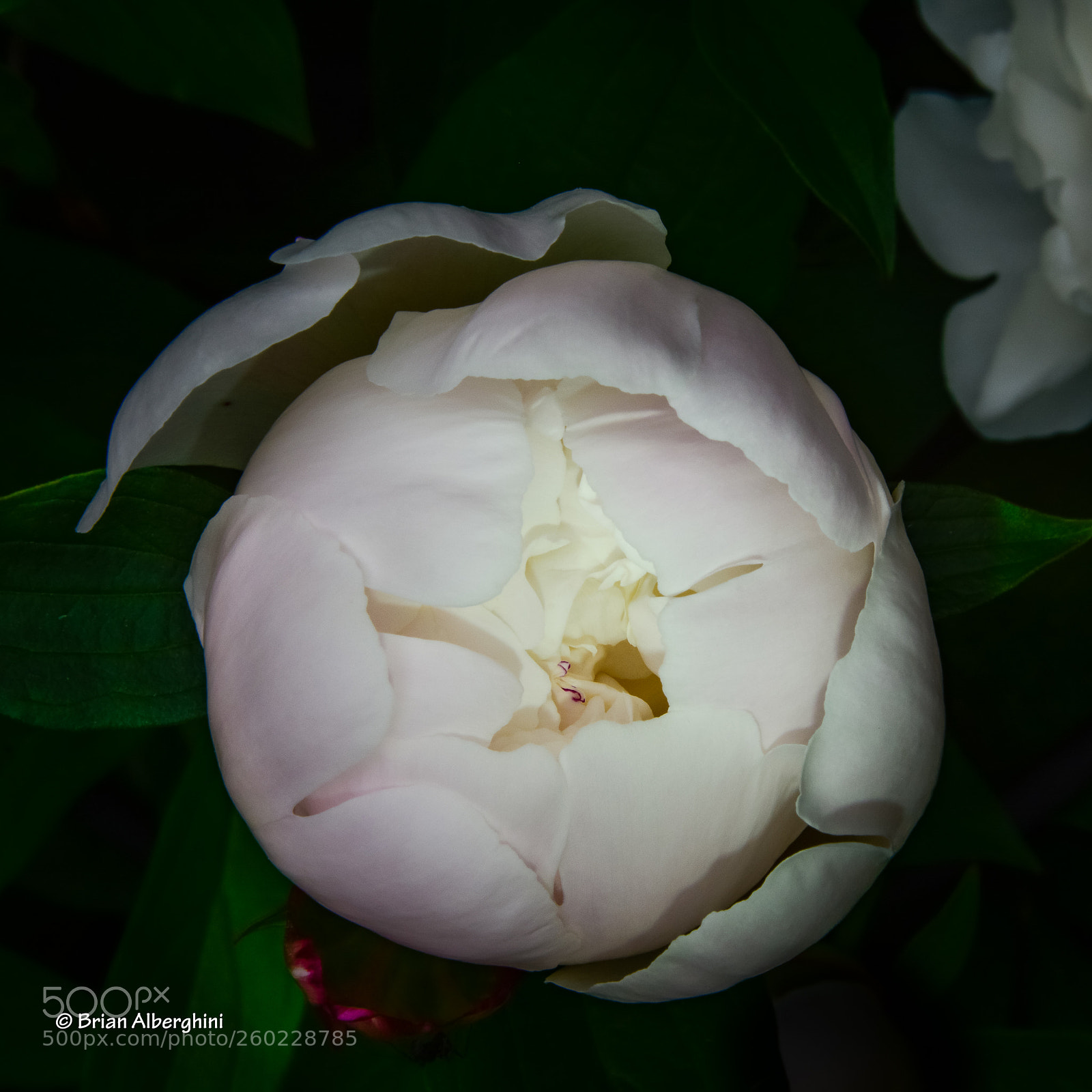 Nikon D7100 sample photo. Peony photography
