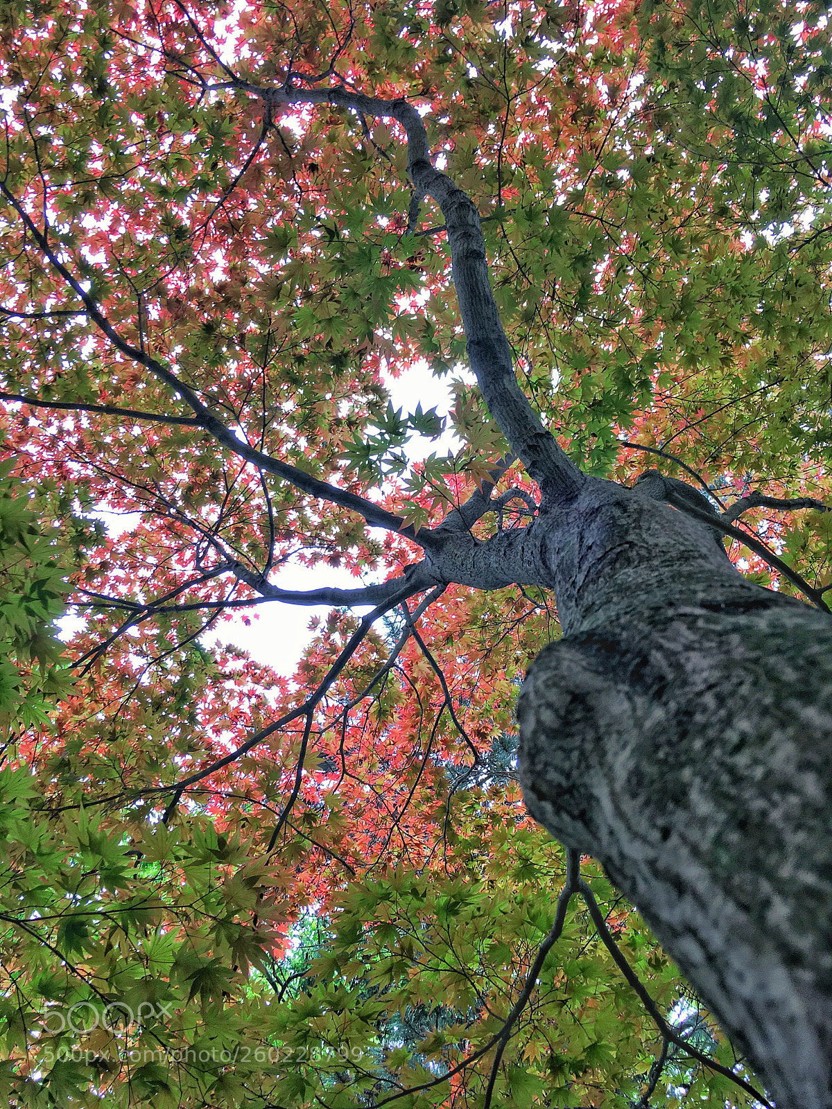Apple iPhone SE sample photo. Beautiful japanese maple photography