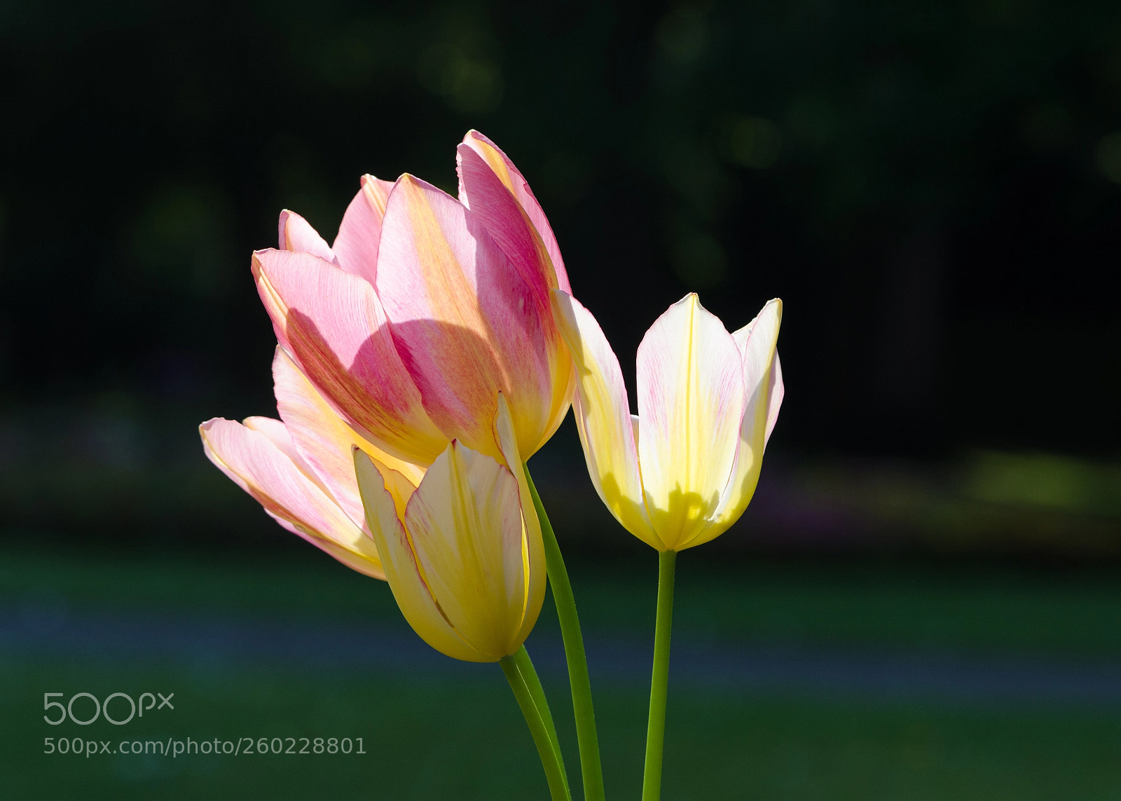 Nikon D7000 sample photo. Last light of summer photography