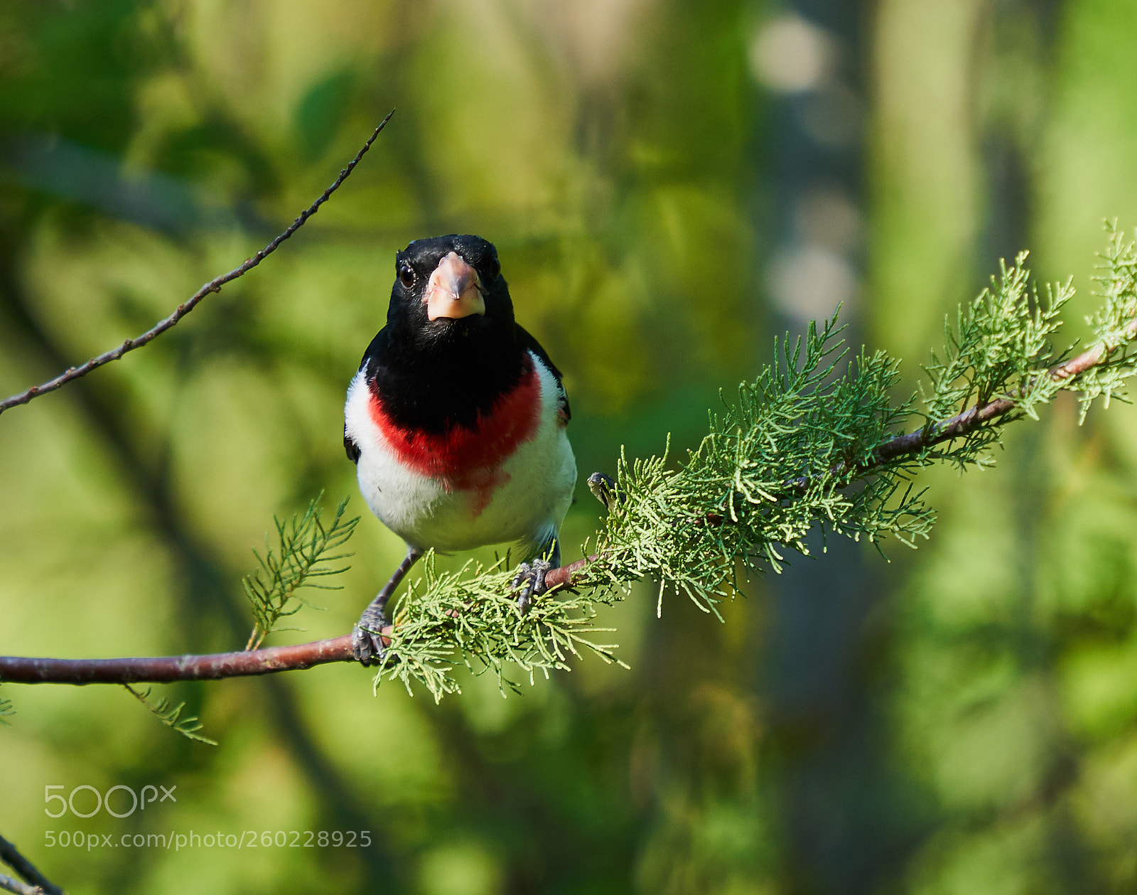 Sony a7R III sample photo. Rose breasted grosbeak photography