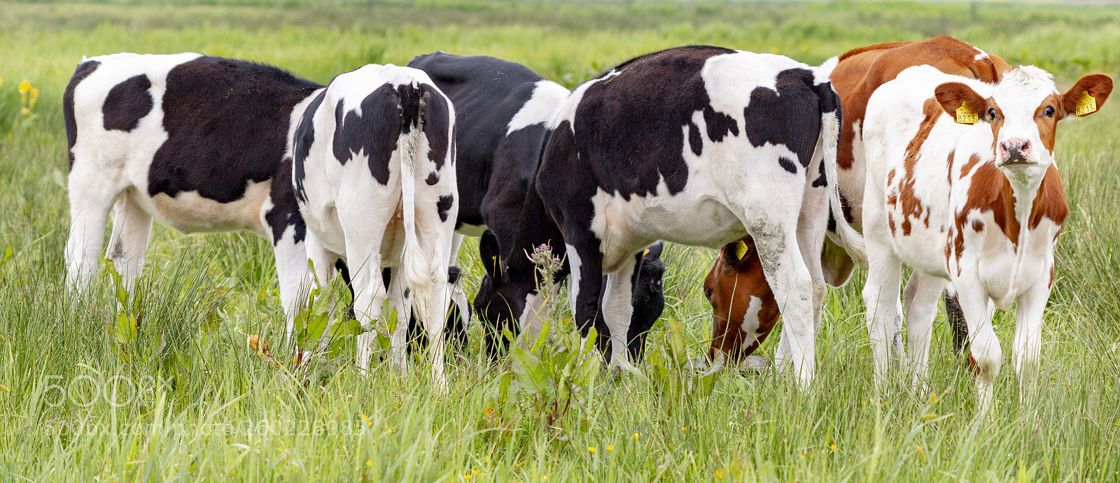 Canon EOS 70D sample photo. The cows photography