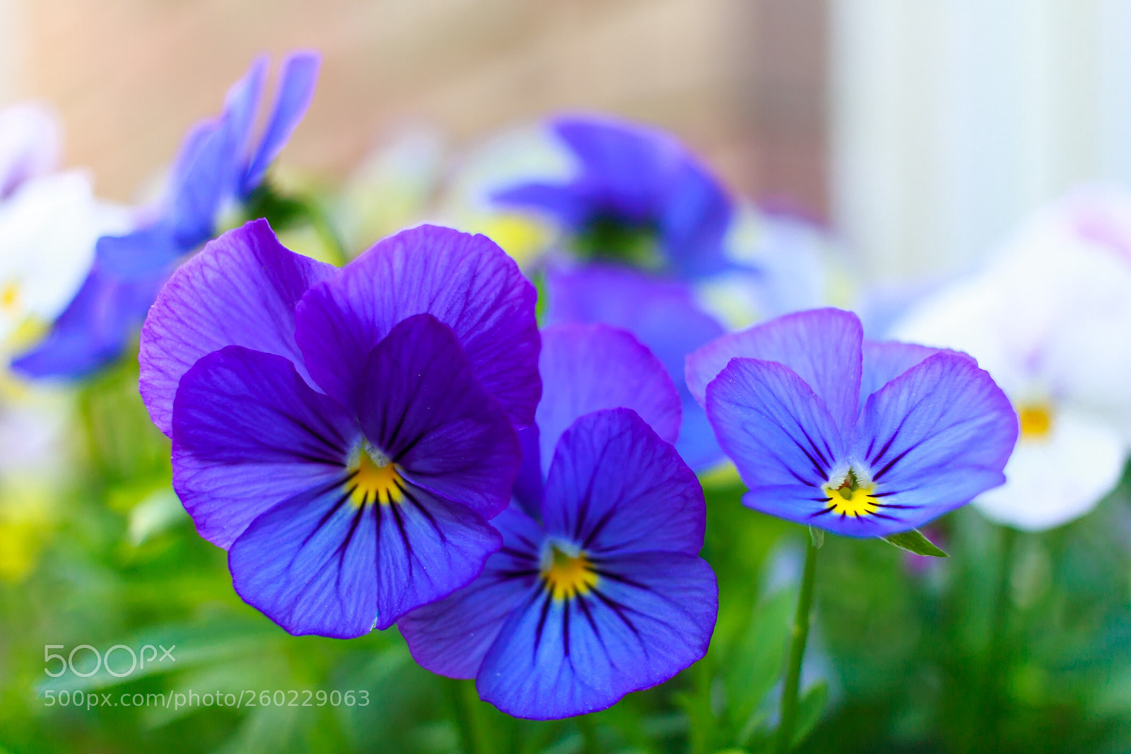 Canon EOS 60D sample photo. Detalles photography