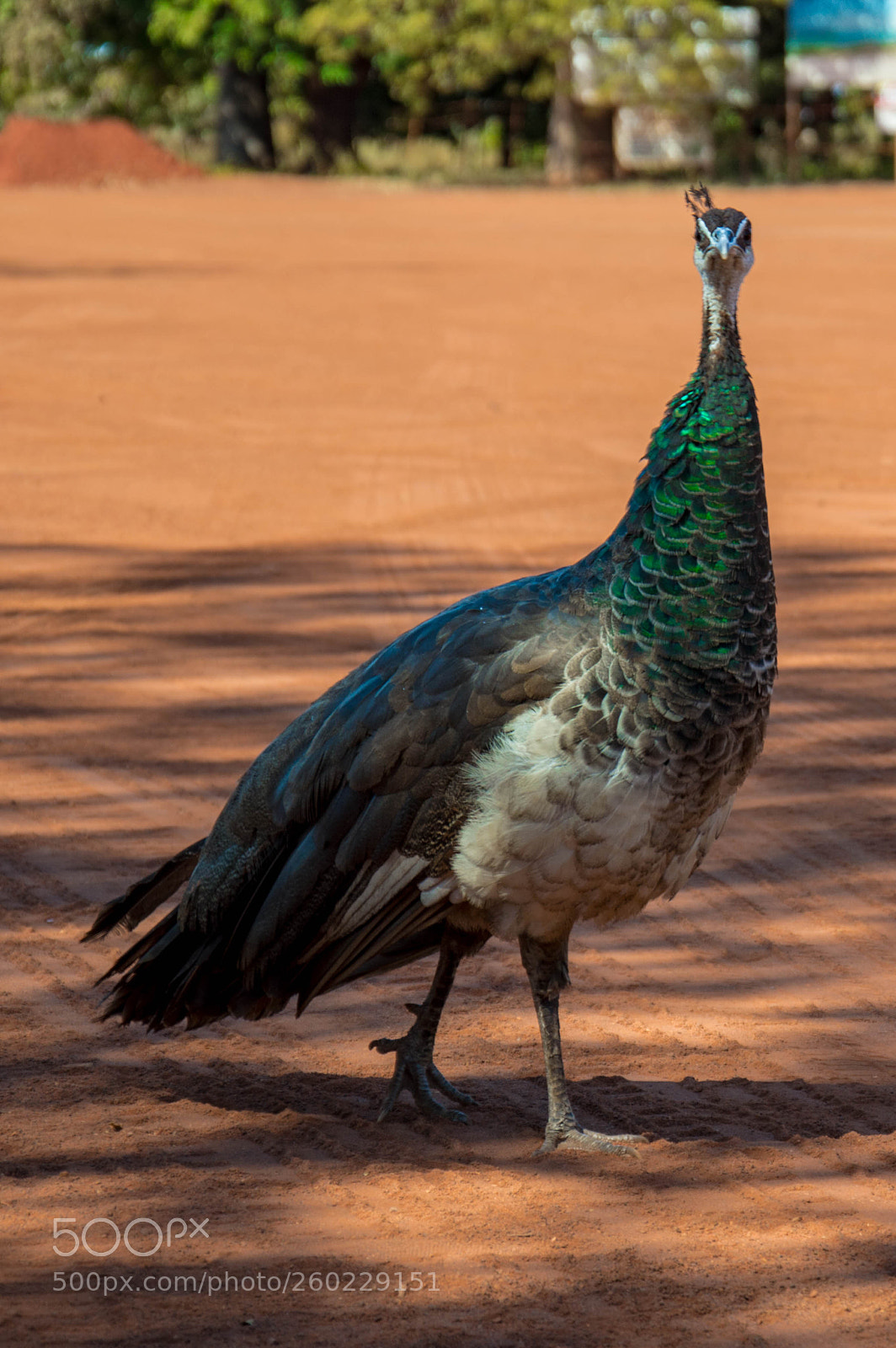 Nikon D3200 sample photo. Peacocks at sandfire 03 photography