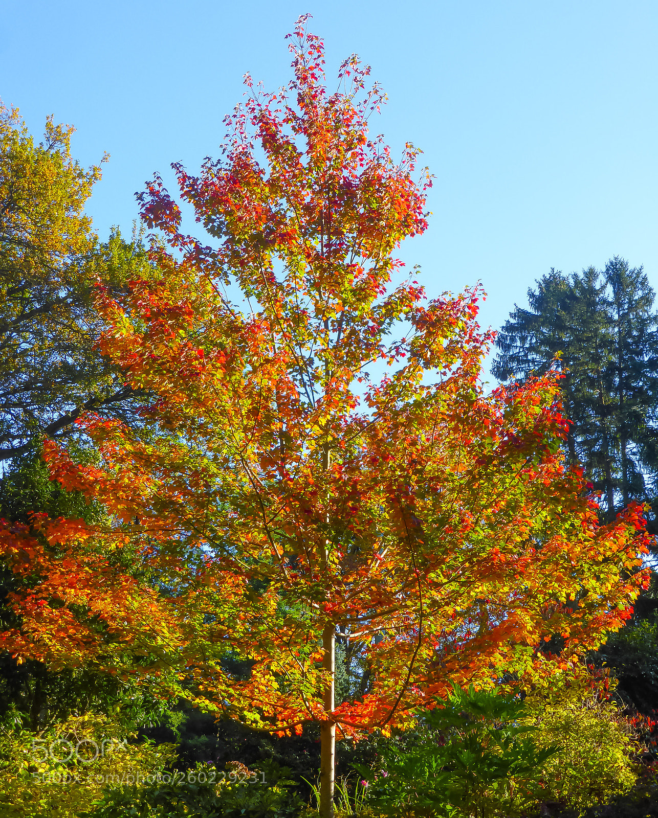 Panasonic Lumix DMC-ZS30 (Lumix DMC-TZ40) sample photo. Autumn show 5 photography