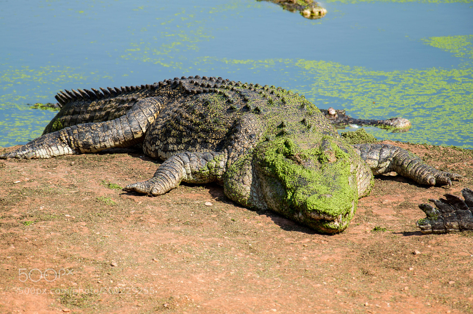 Nikon D3200 sample photo. Broome crocs 04 photography