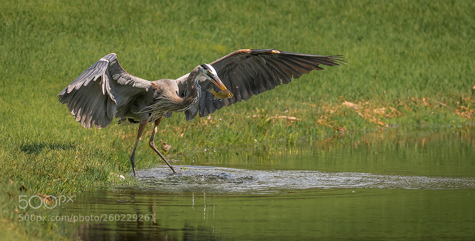 Nikon D500 sample photo. Blue heron photography