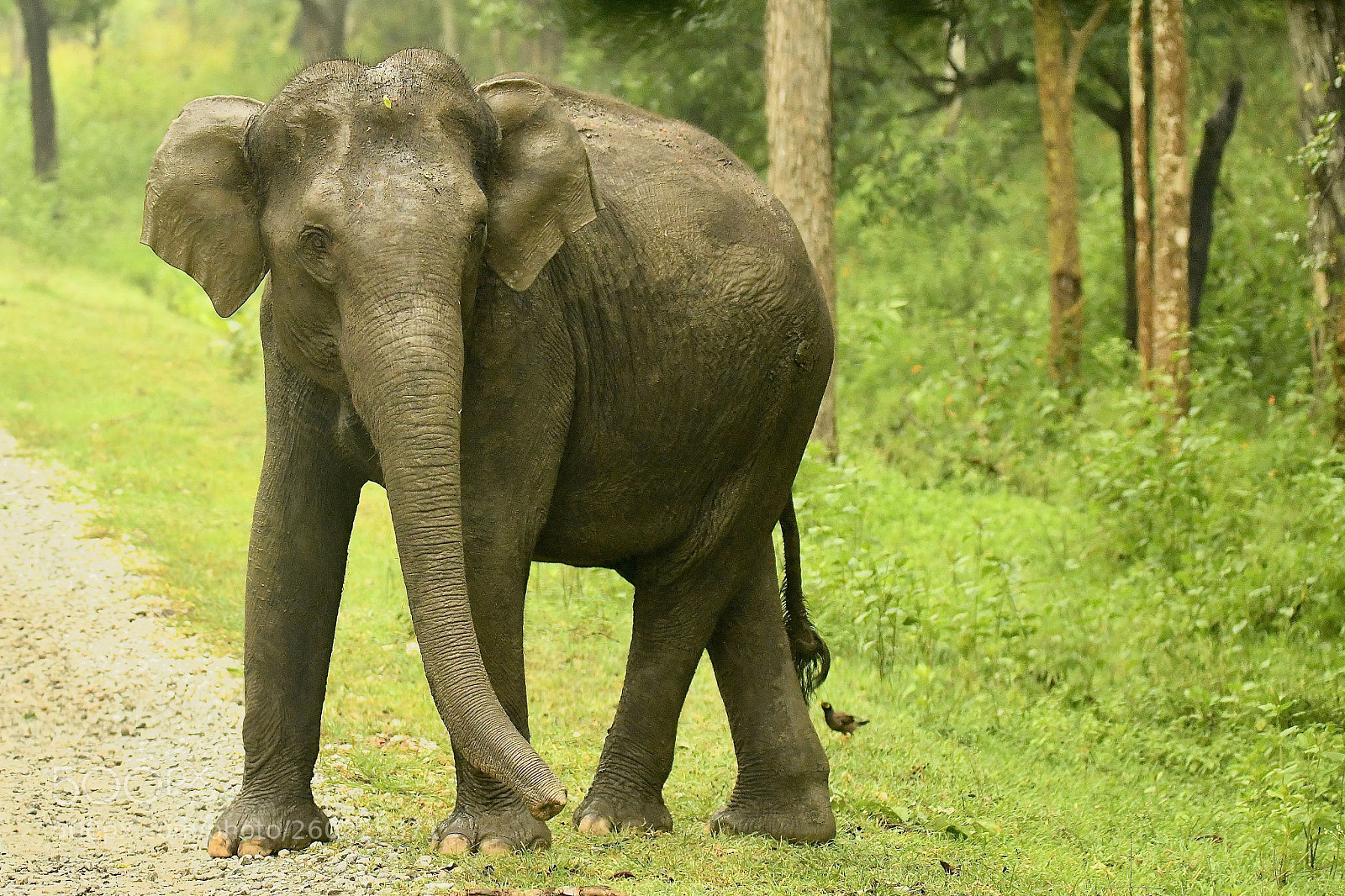 Nikon D850 sample photo. Gentle giant... photography