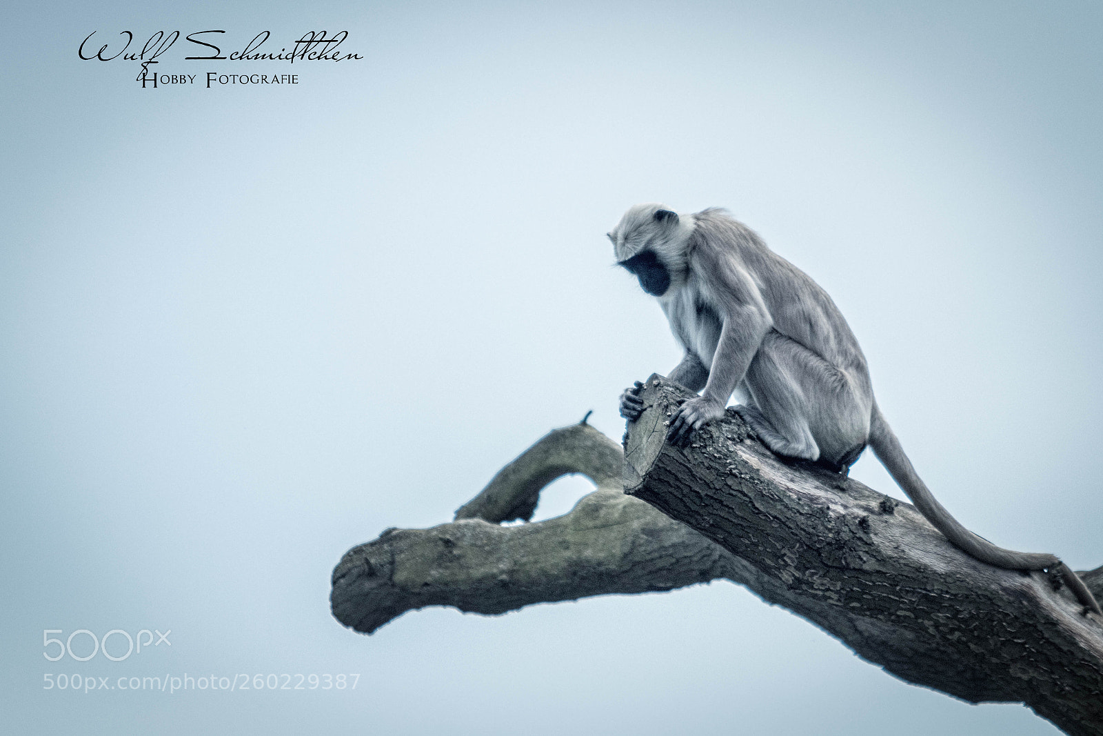 Canon EOS 80D sample photo. Monkey zoom ge photography