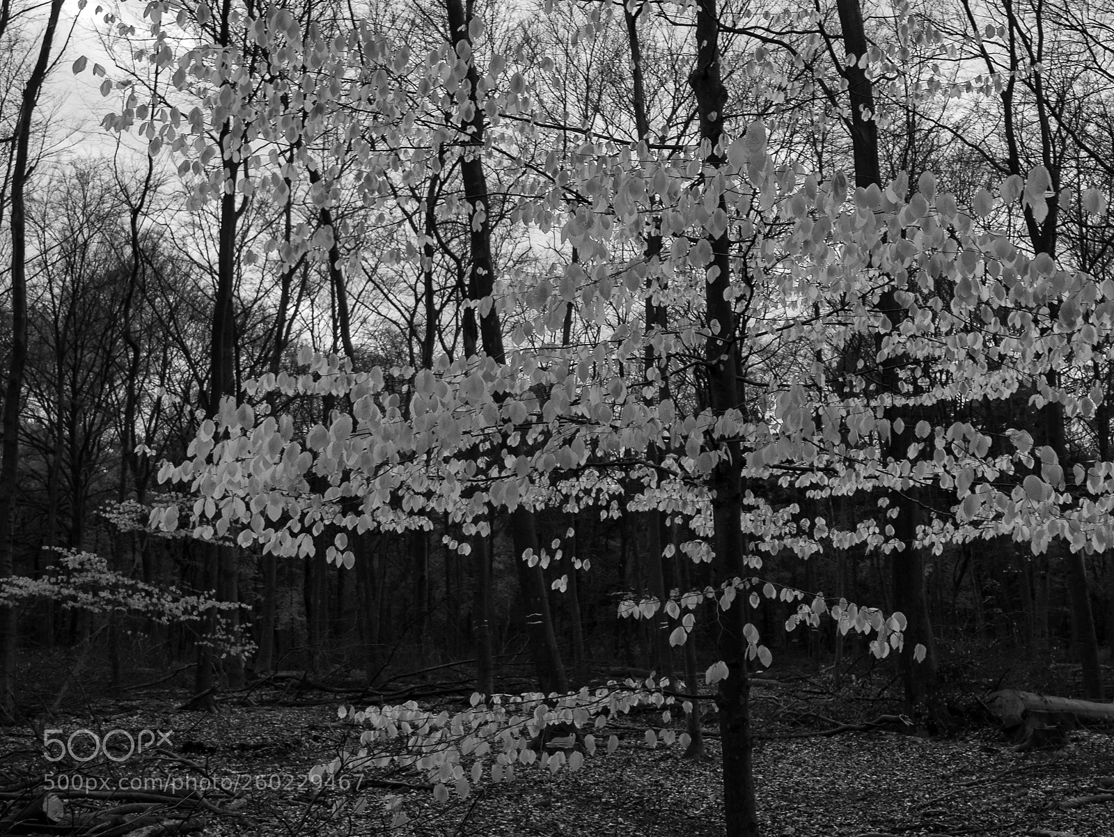 Panasonic Lumix DMC-LX100 sample photo. Buchenblätter im licht photography