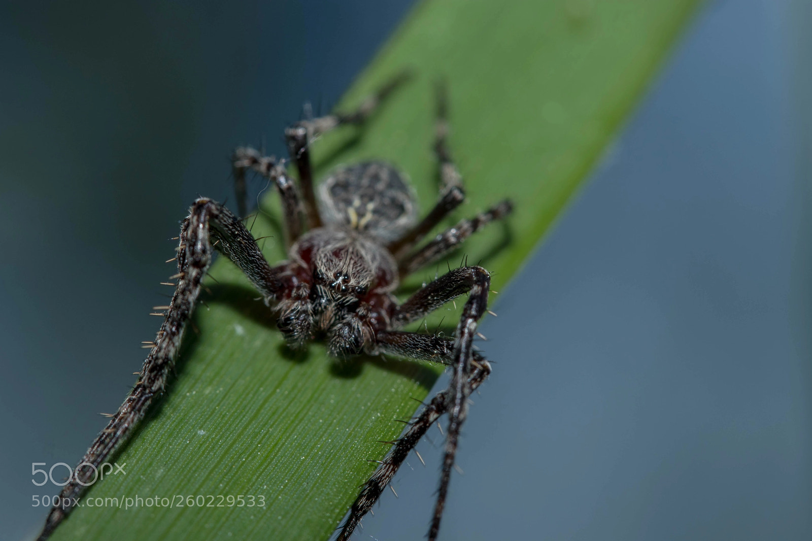 Canon EOS 80D sample photo. Img photography