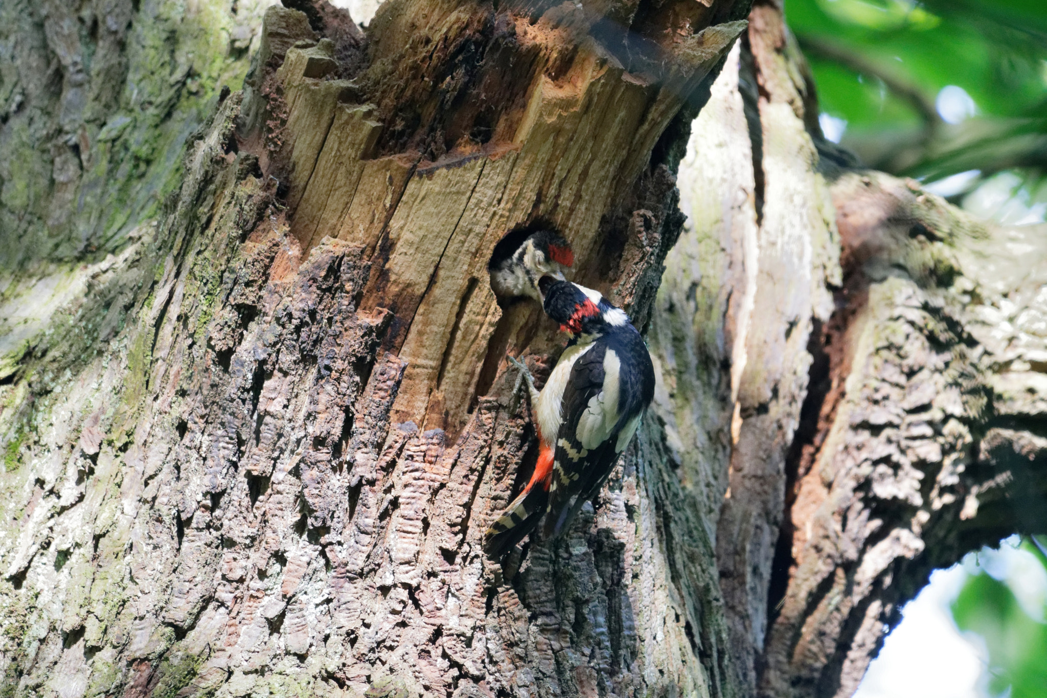 Nikon AF-S Nikkor 200-500mm F5.6E ED VR sample photo. Pic epeiche nourrissant un jeune photography