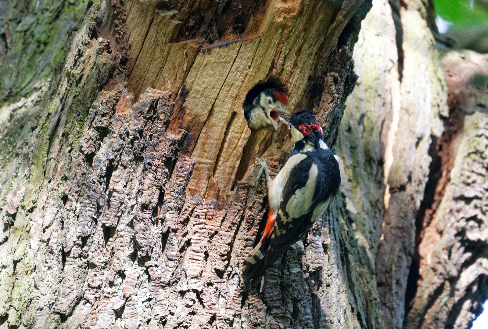Nikon AF-S Nikkor 200-500mm F5.6E ED VR sample photo. Pic epeiche photography